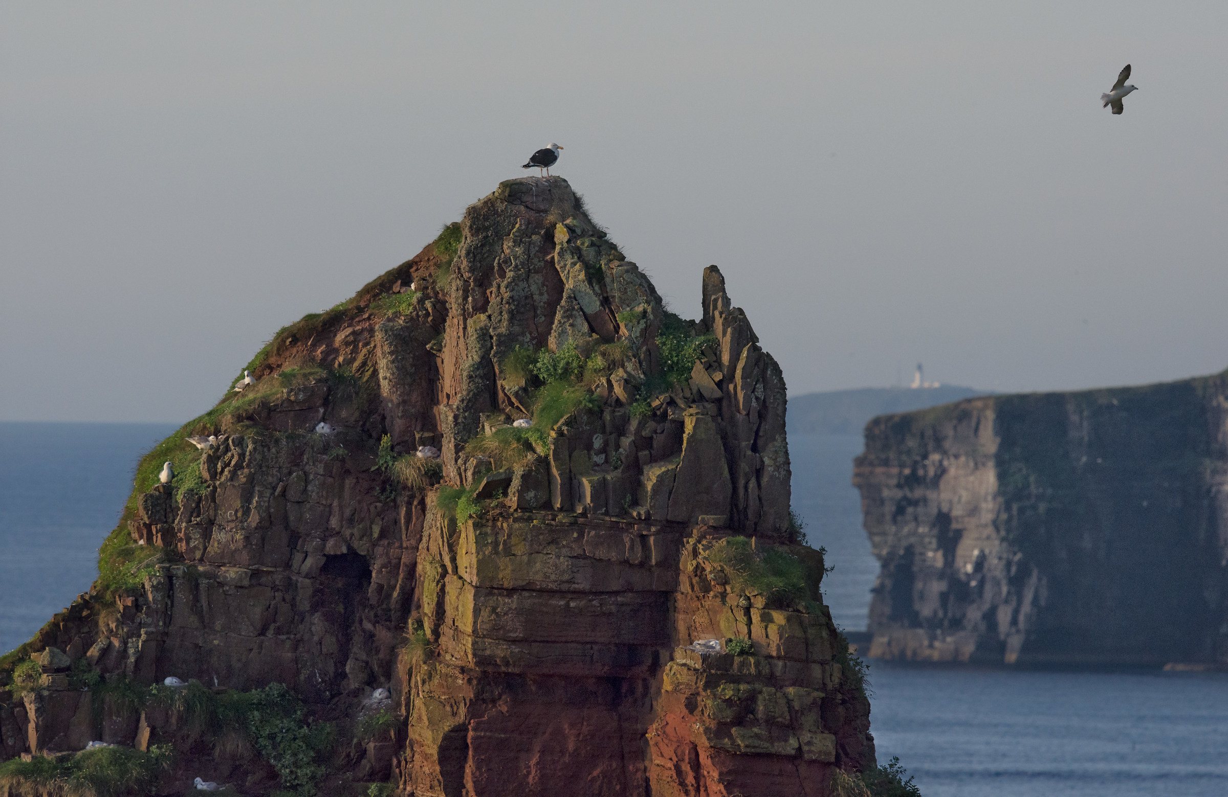 Sea gull colony, Scotland...