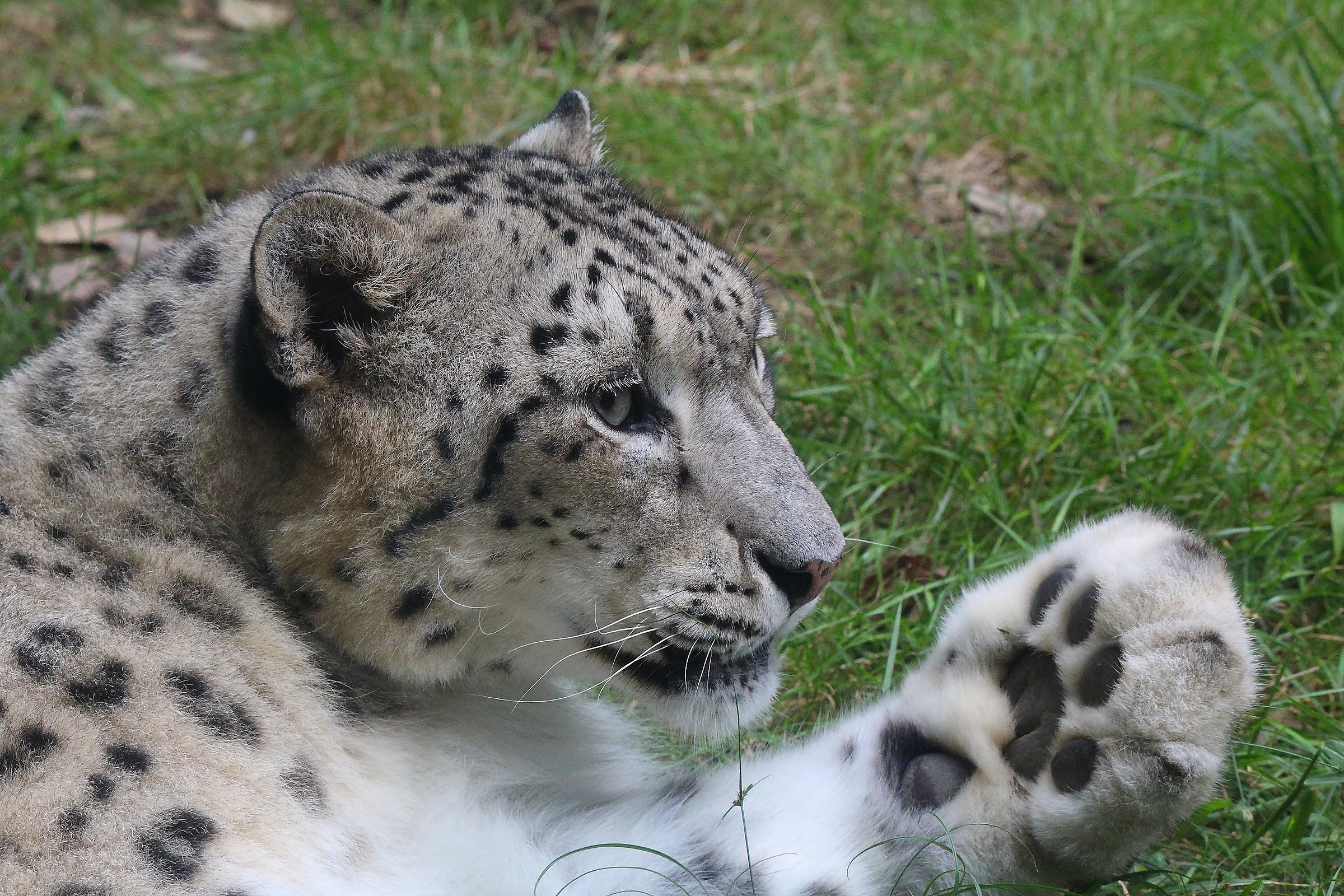 Snow leopard...