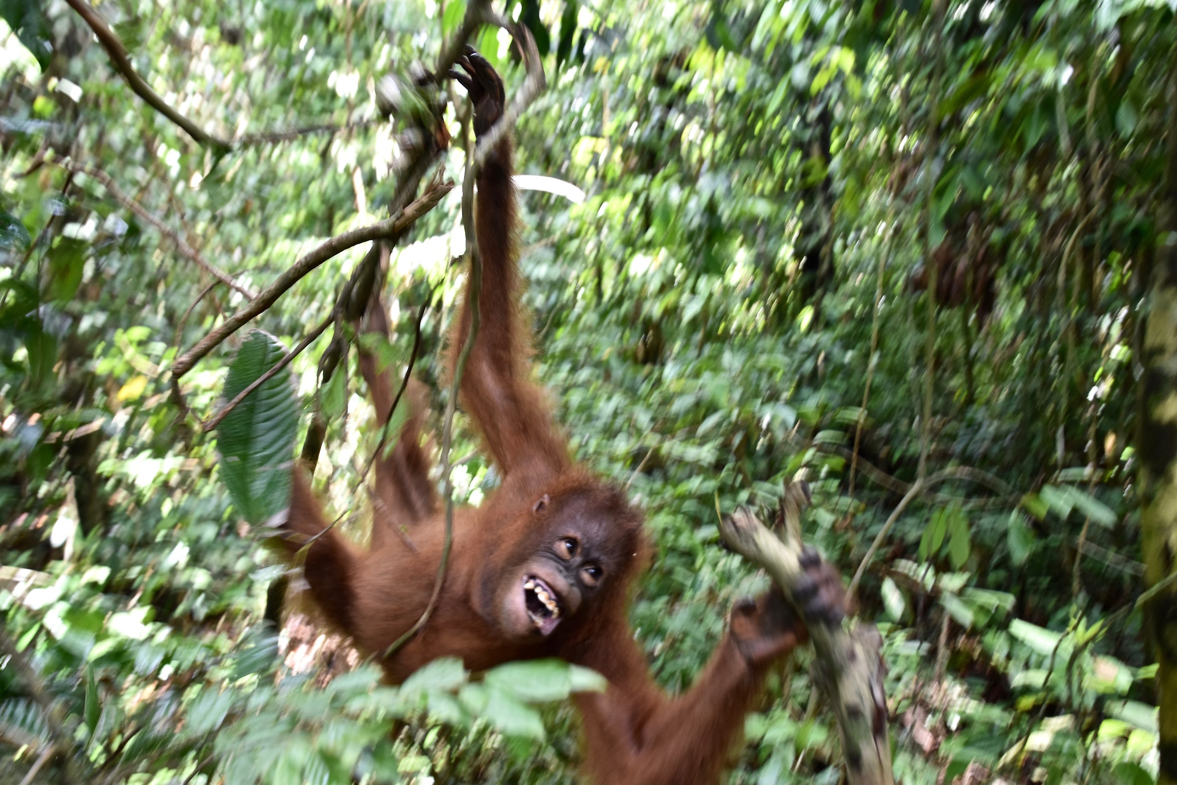 Orangutan Rehab Center, Sepilok...