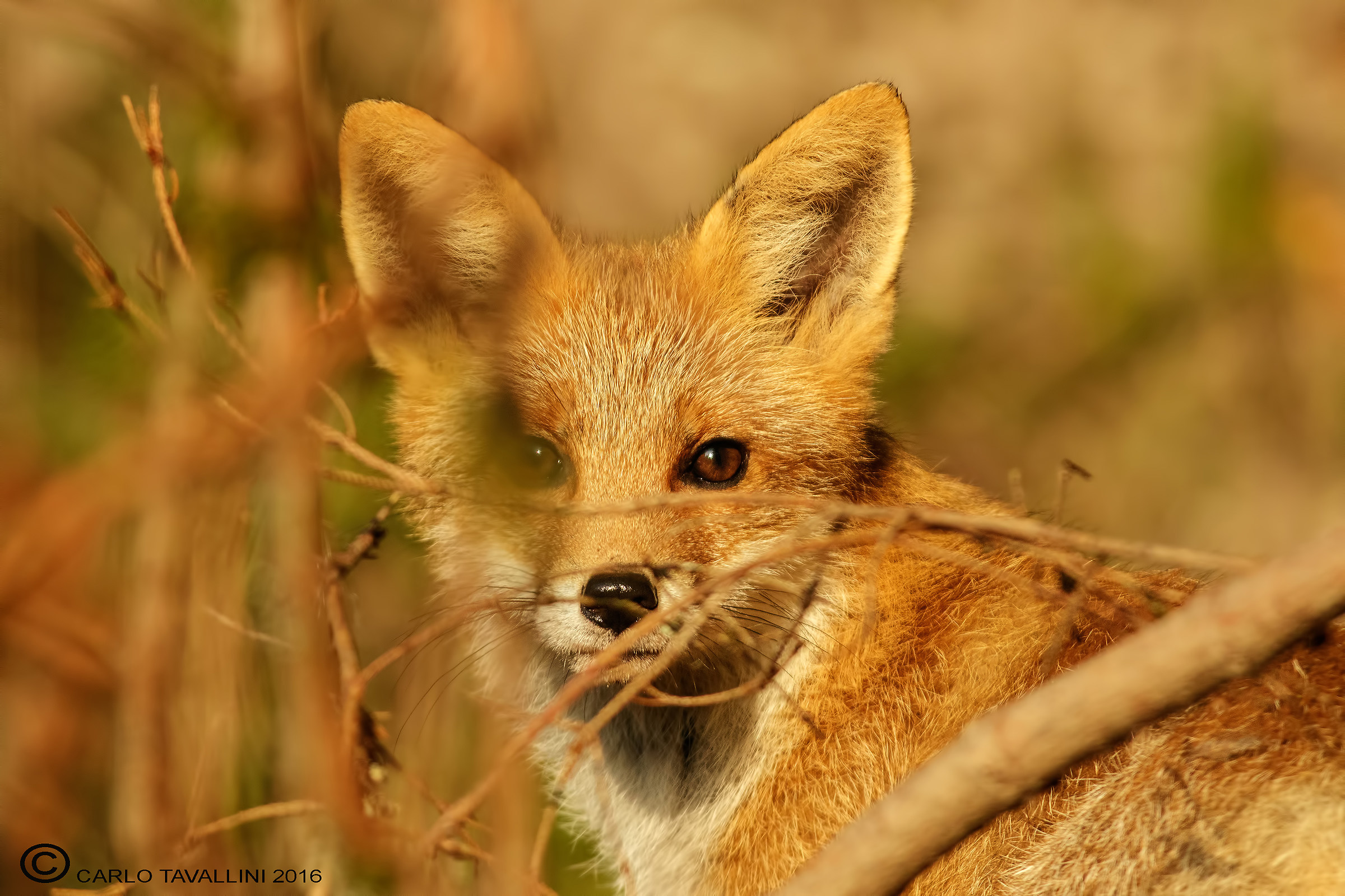 Young fox (no crop)...