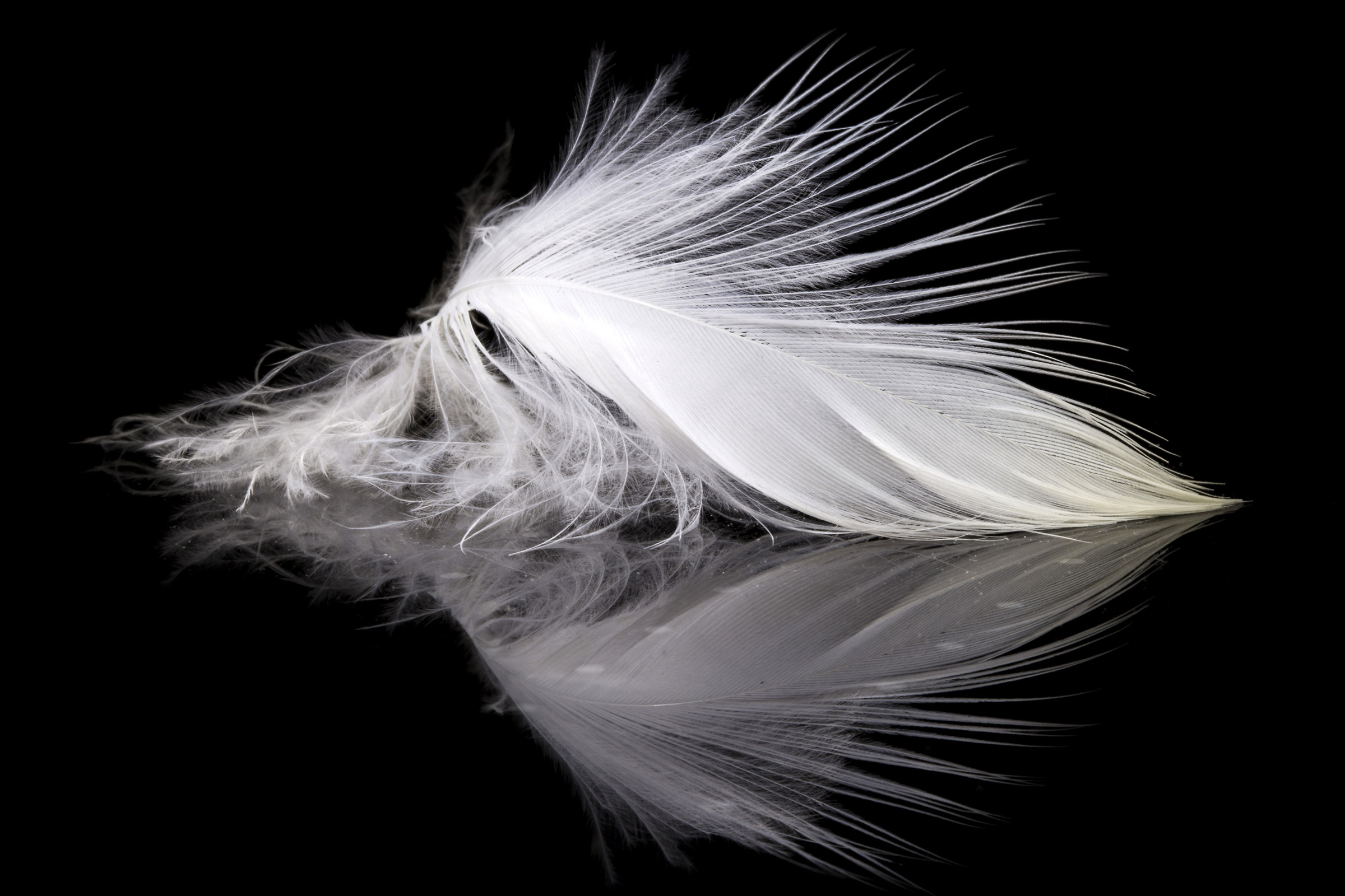 Feathers egrets (heron)...
