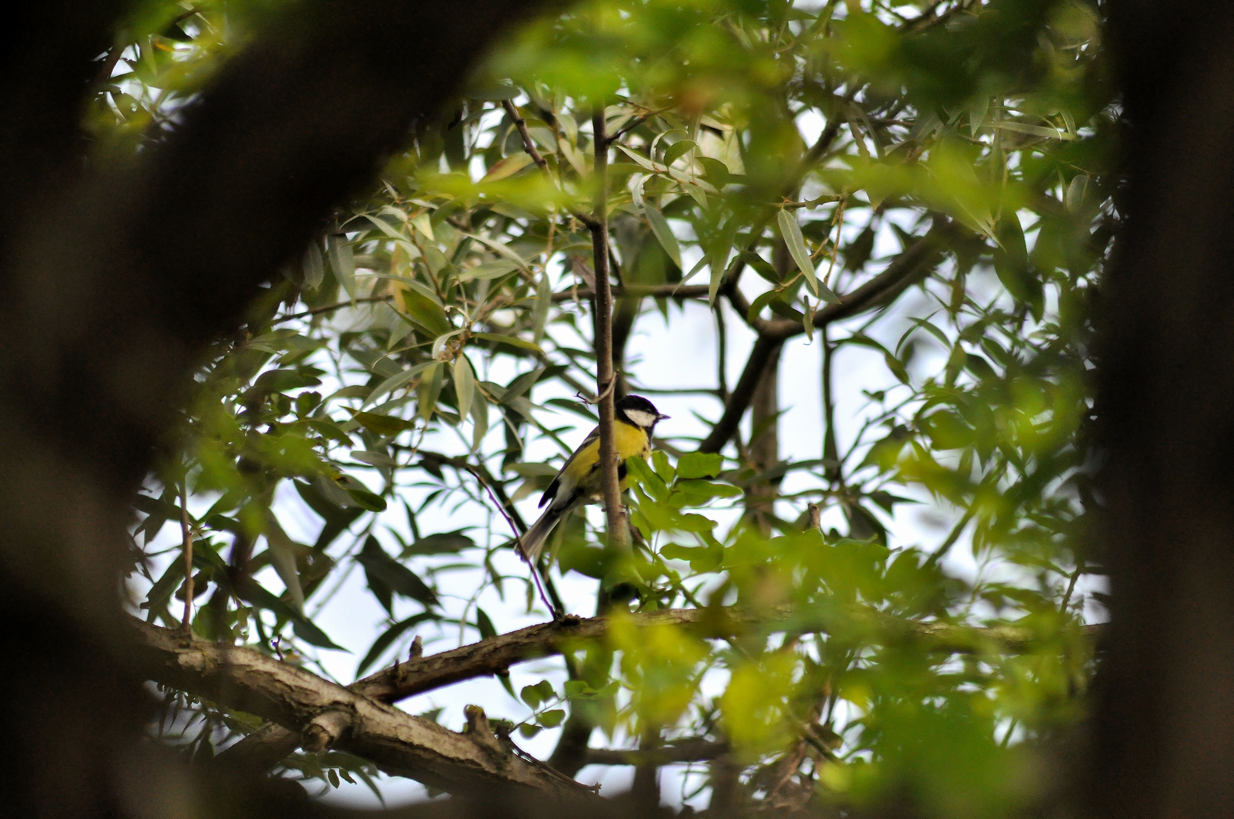 Great Tit...