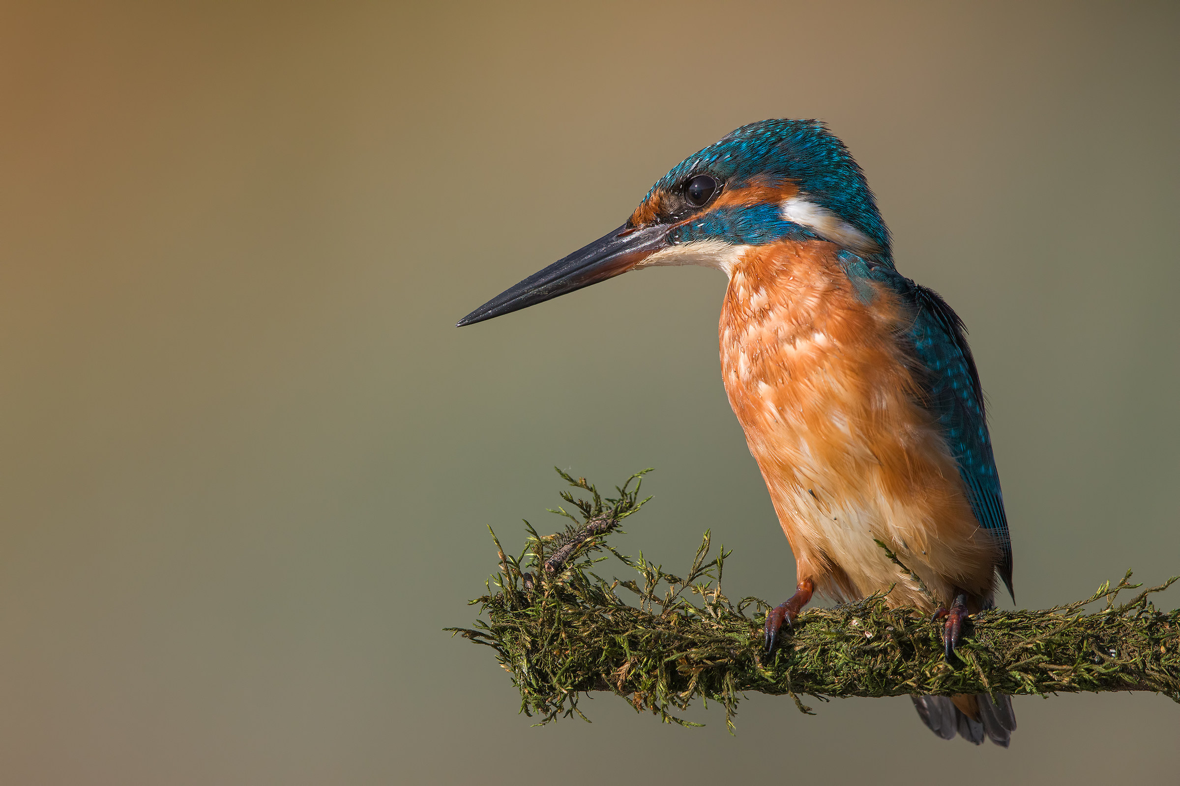 Kingfisher...
