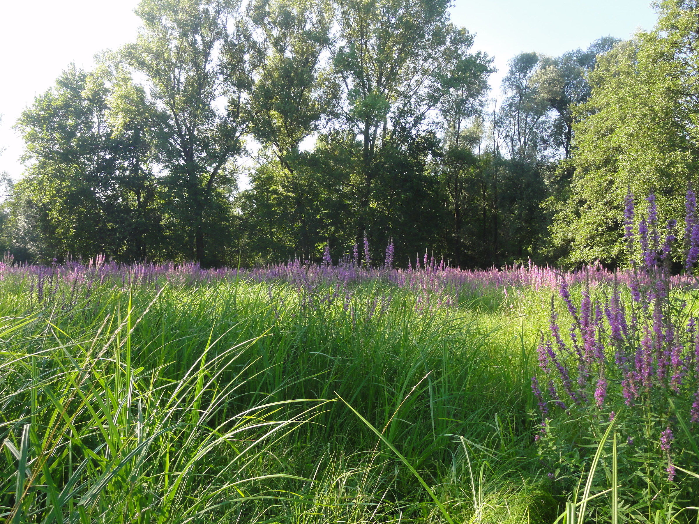 Campo di Lavanda...