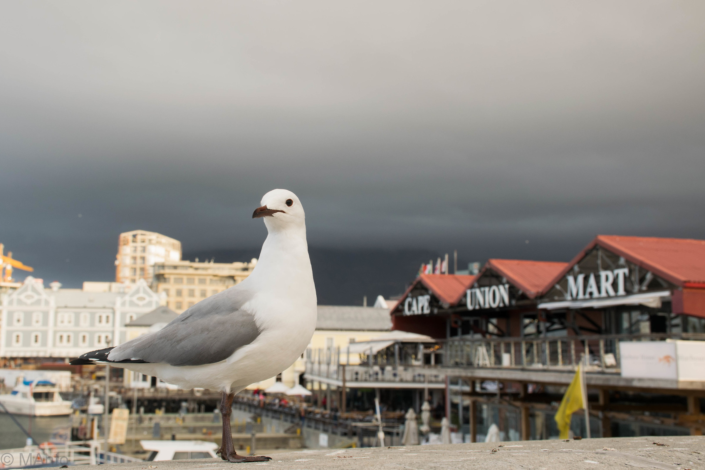Waterfront Seagull...