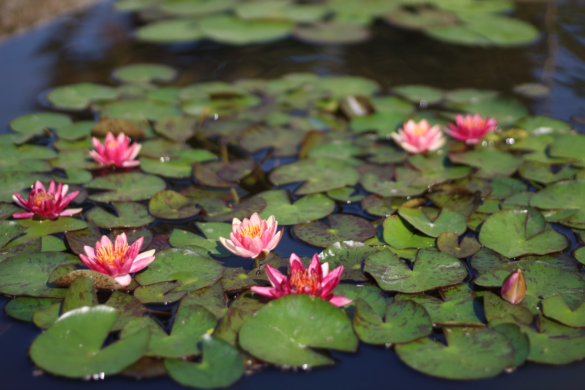 water lilies 1...