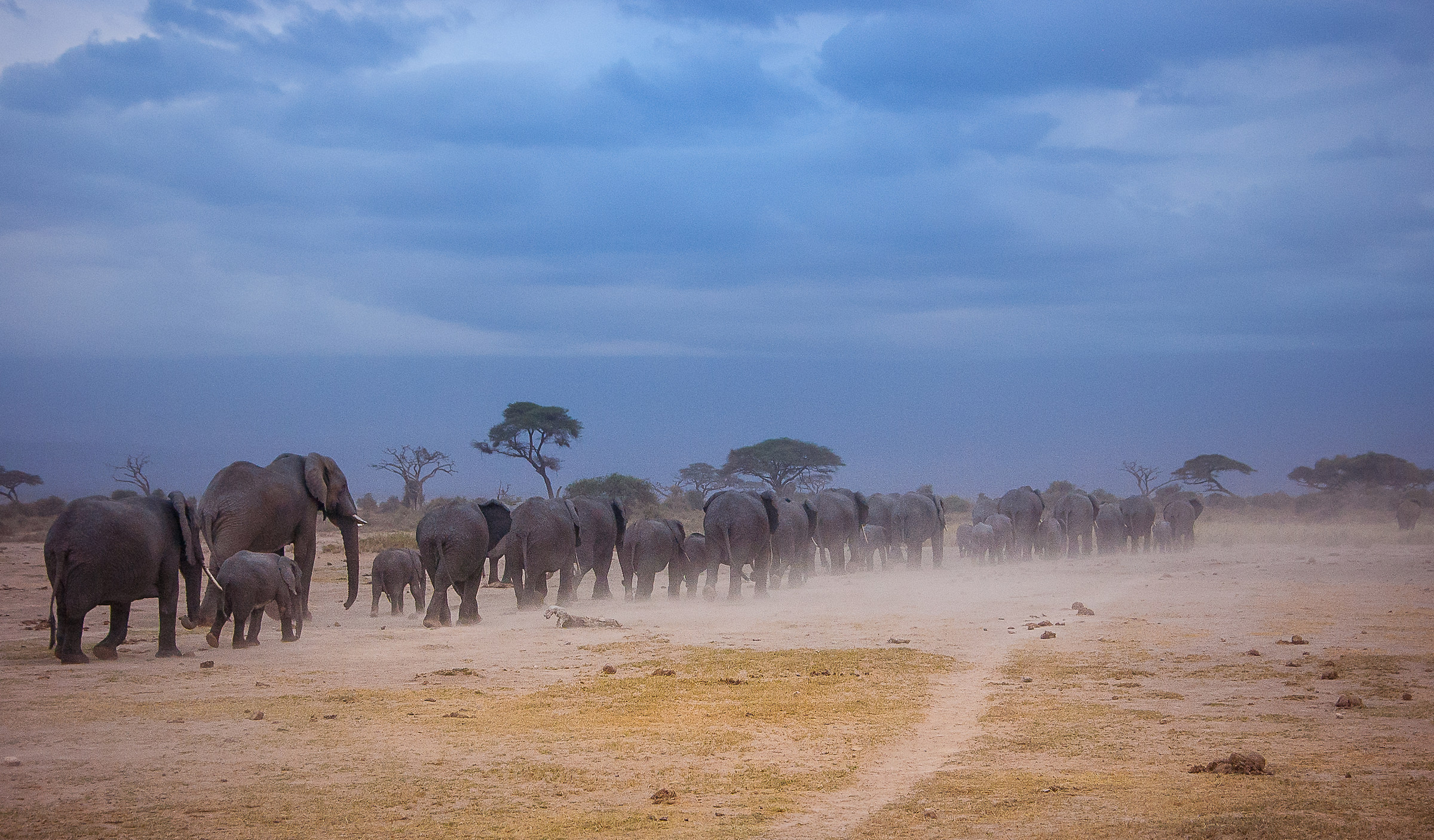 All towards the bush ( Amboseli)...
