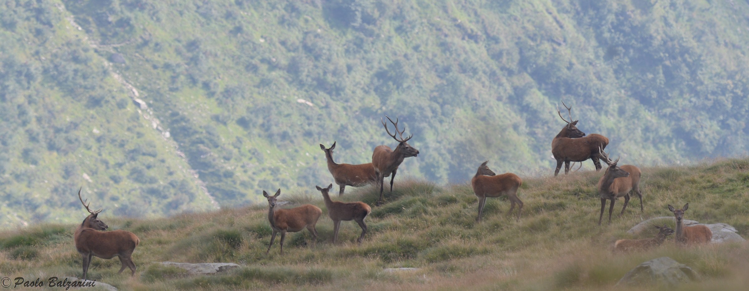 Deer herd that exploit territories extended Val Grande...