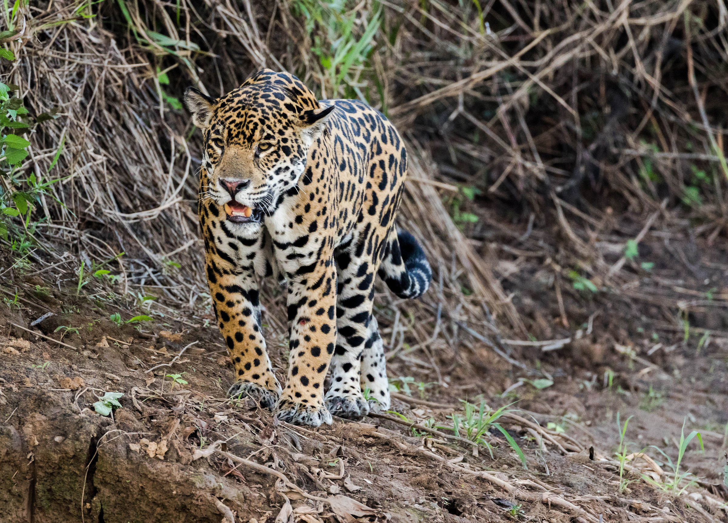 Hunting...