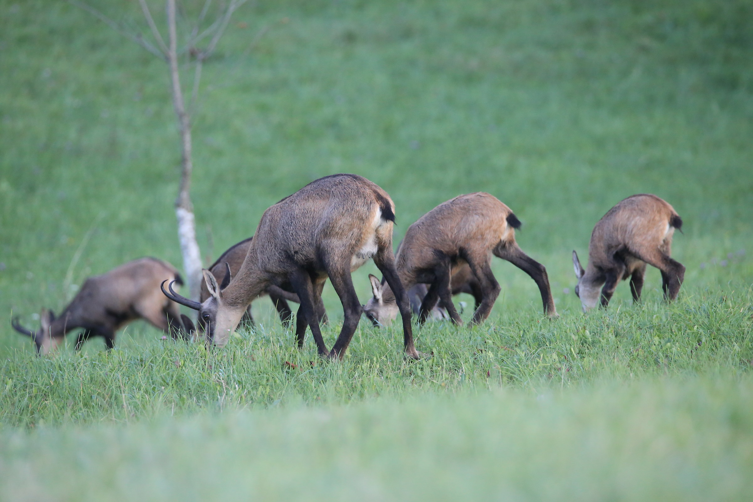 Chamois...