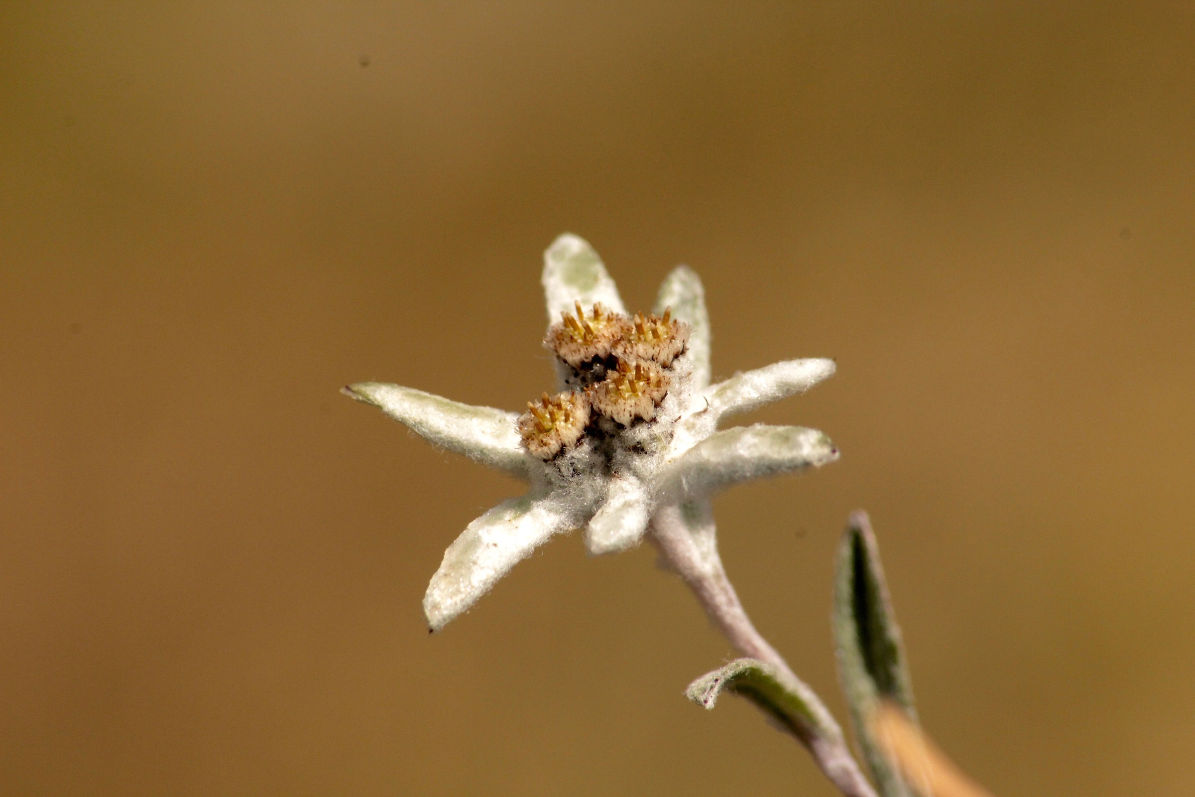 Wild Leontopodium alpinum...