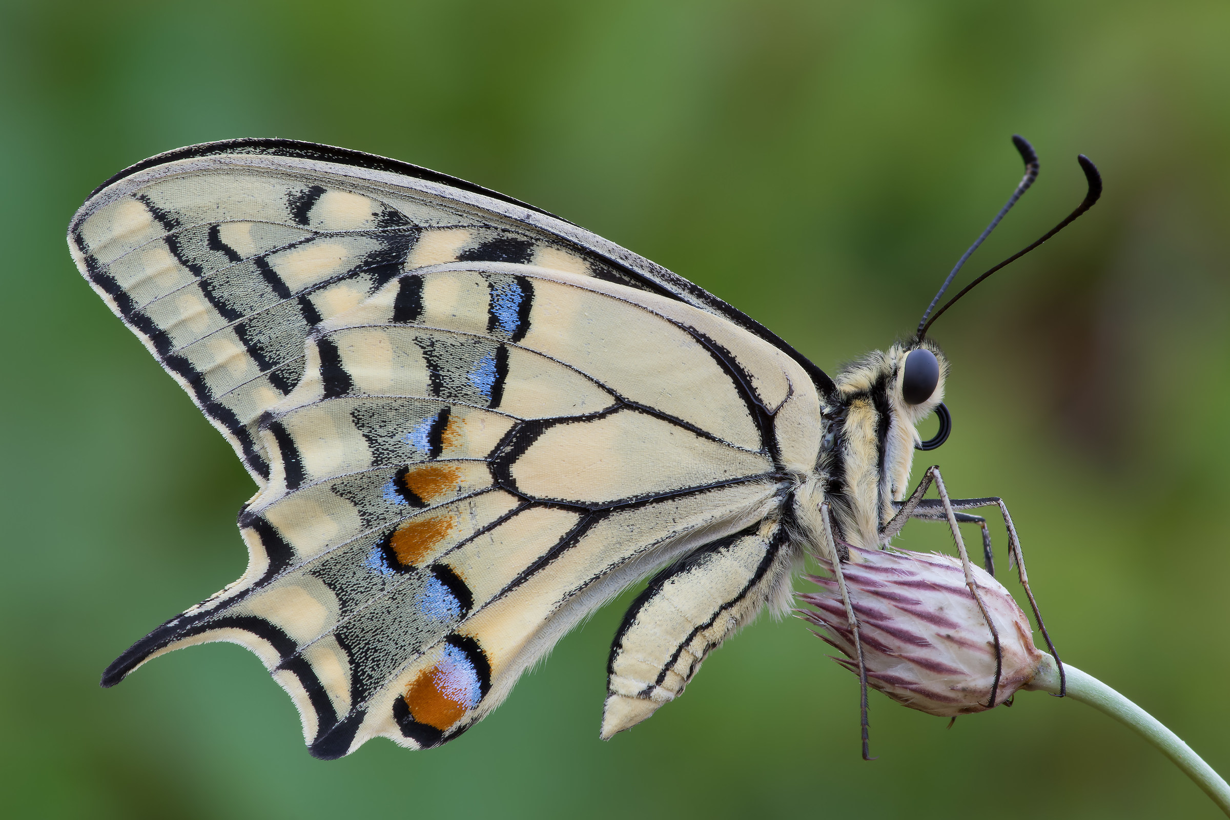 Papilio machaon - Pixel shift...