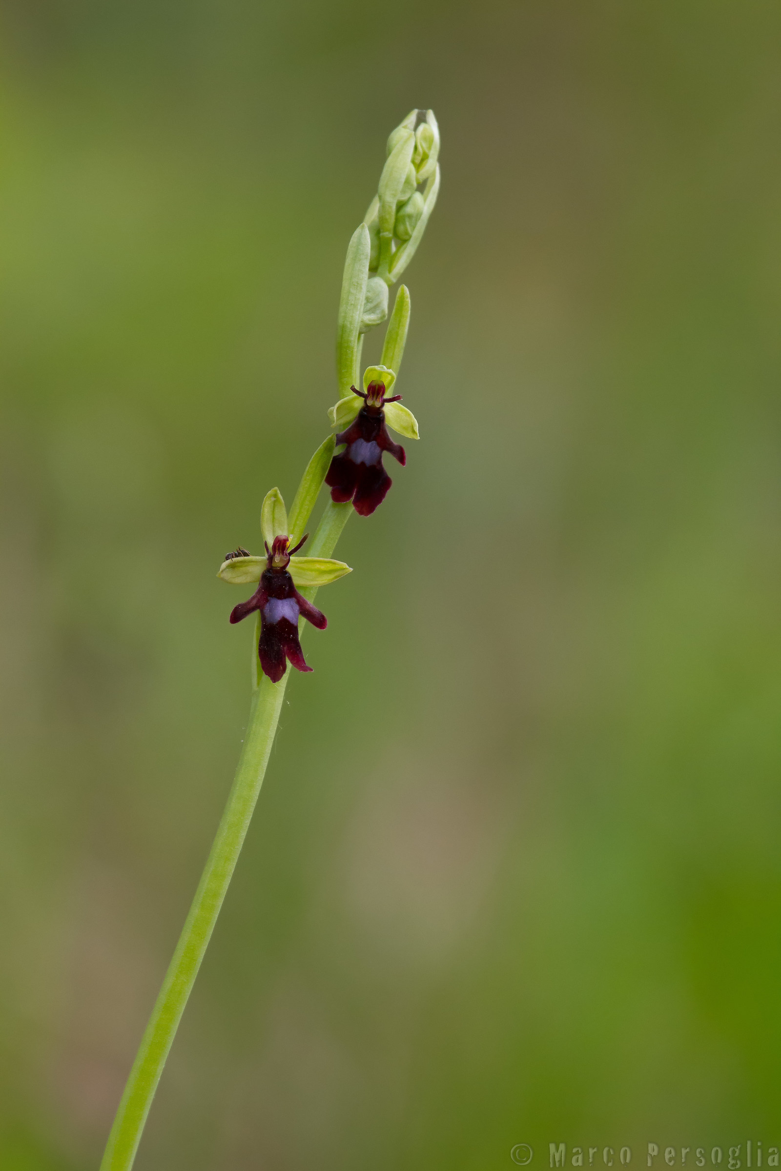 Insettifera ophrys (Ophrys insectifera)...