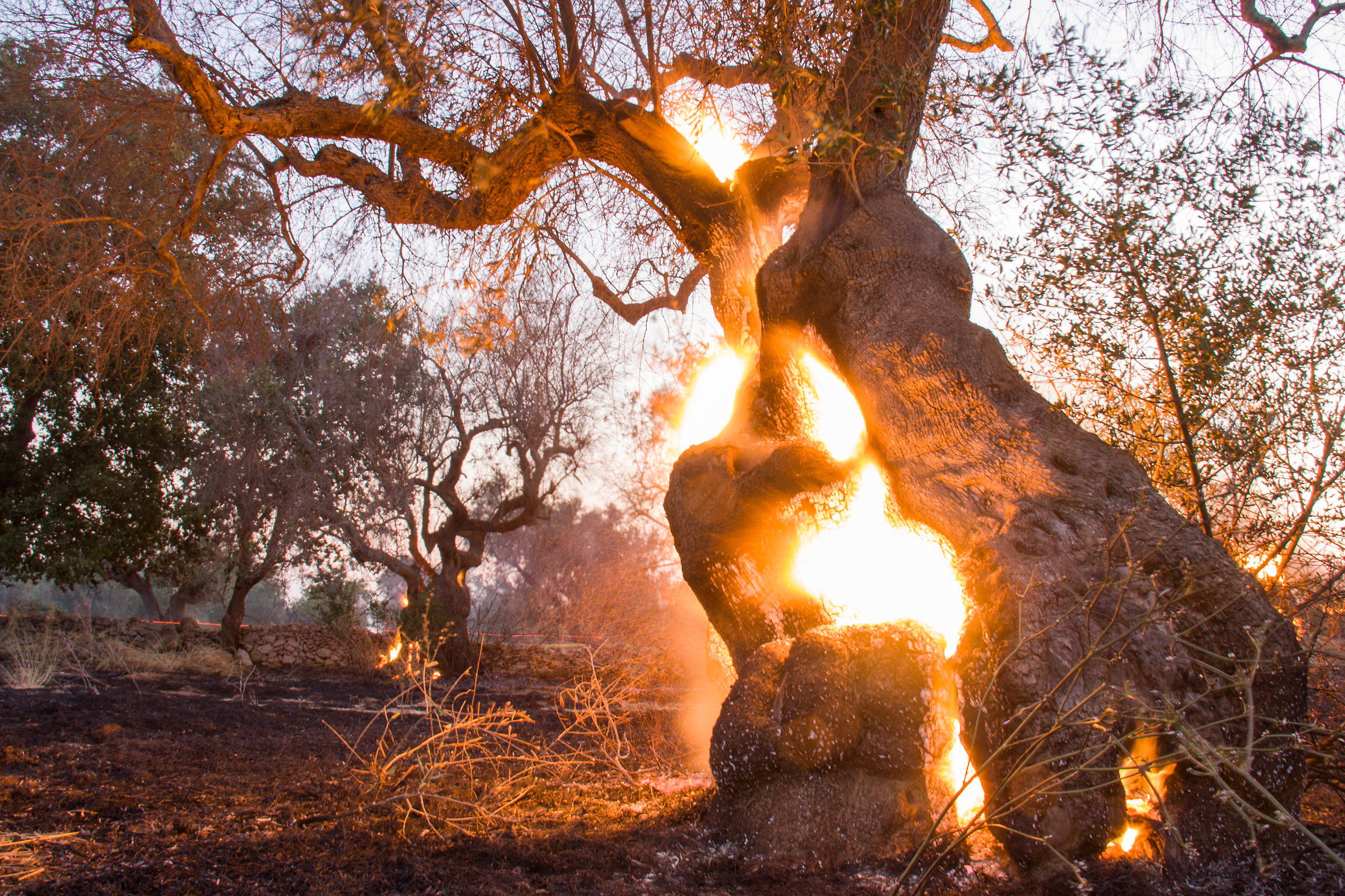 Olive tree in flames...