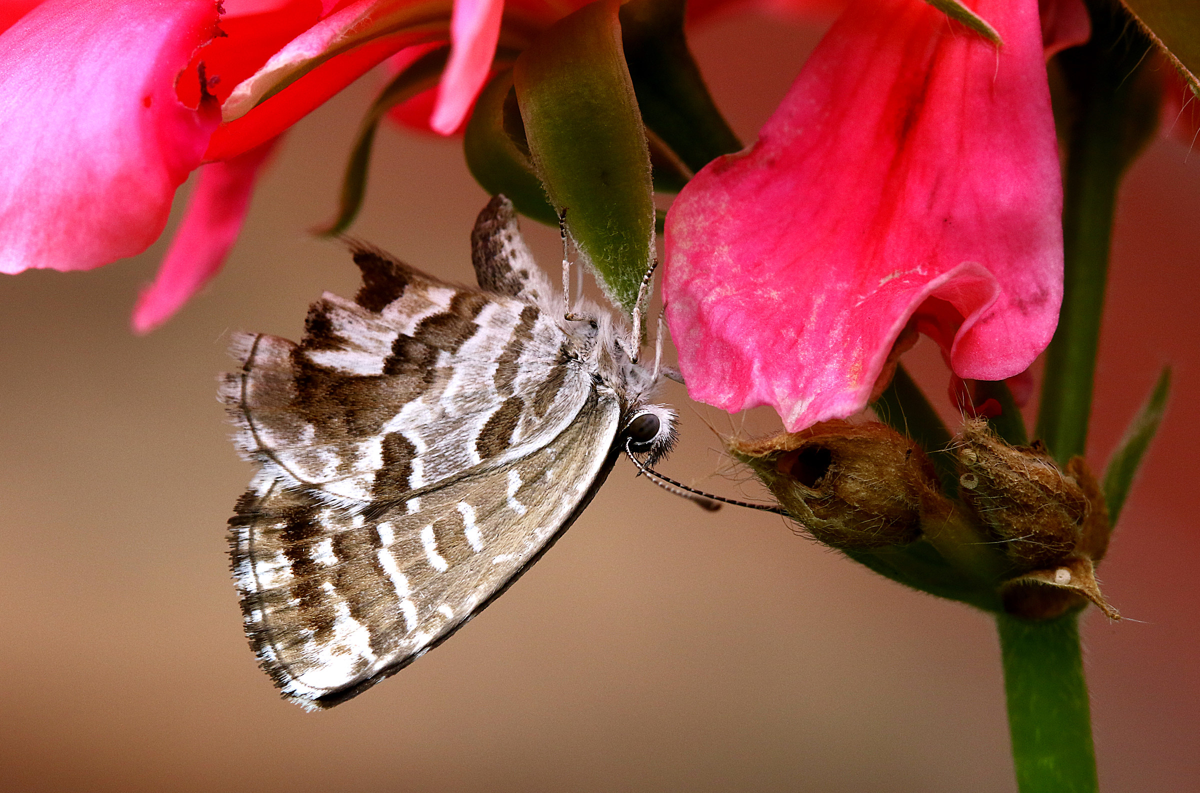 Butterfly of Gerani....