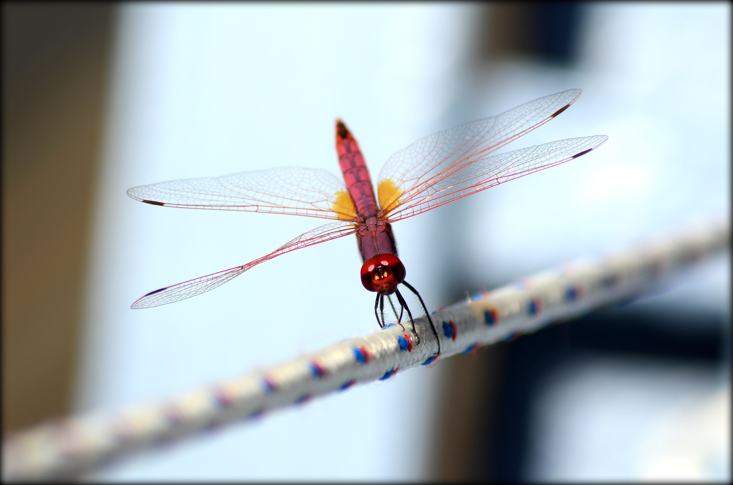 Libellula...