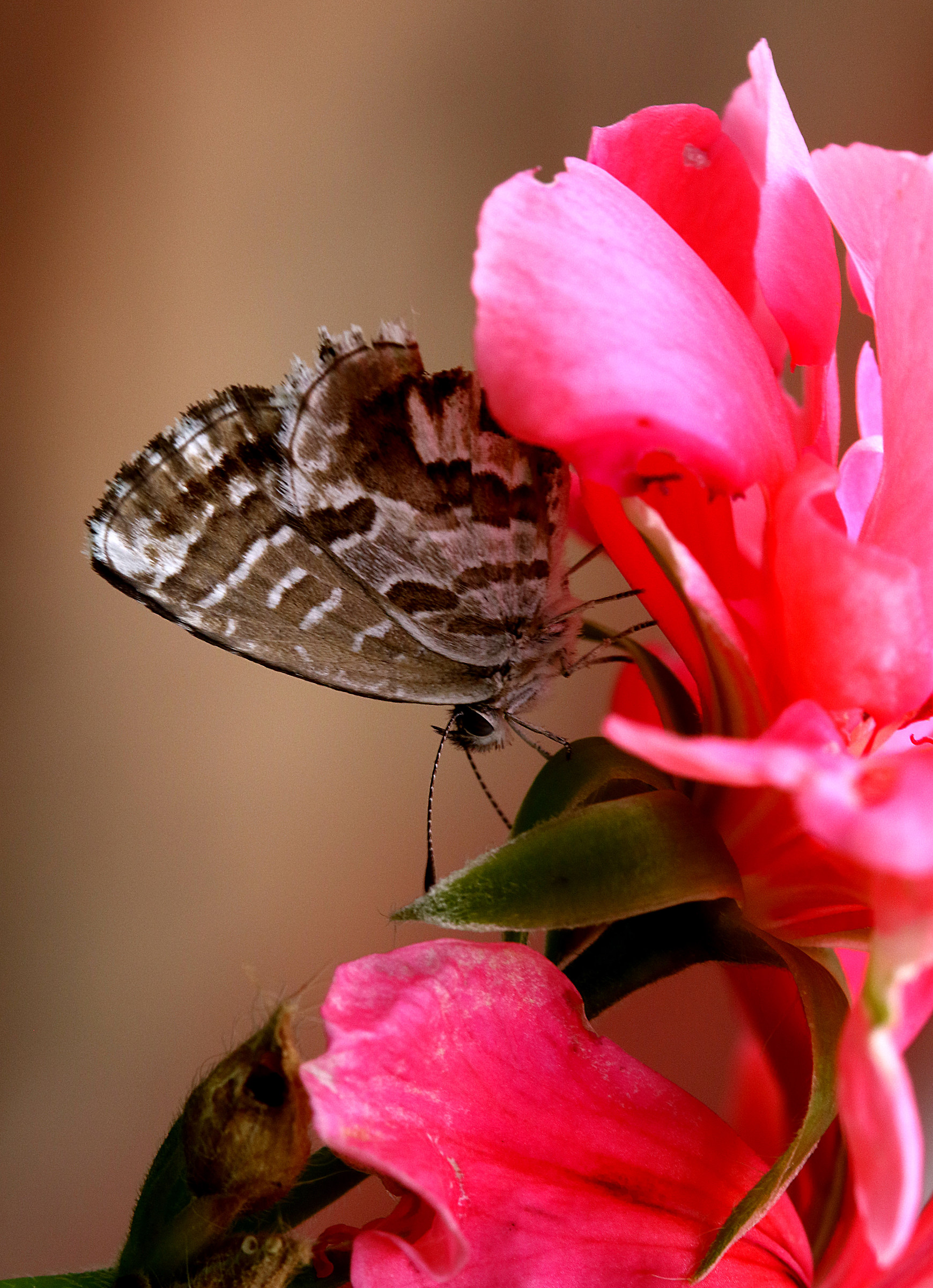 Geraniums butterfly of 2 °....