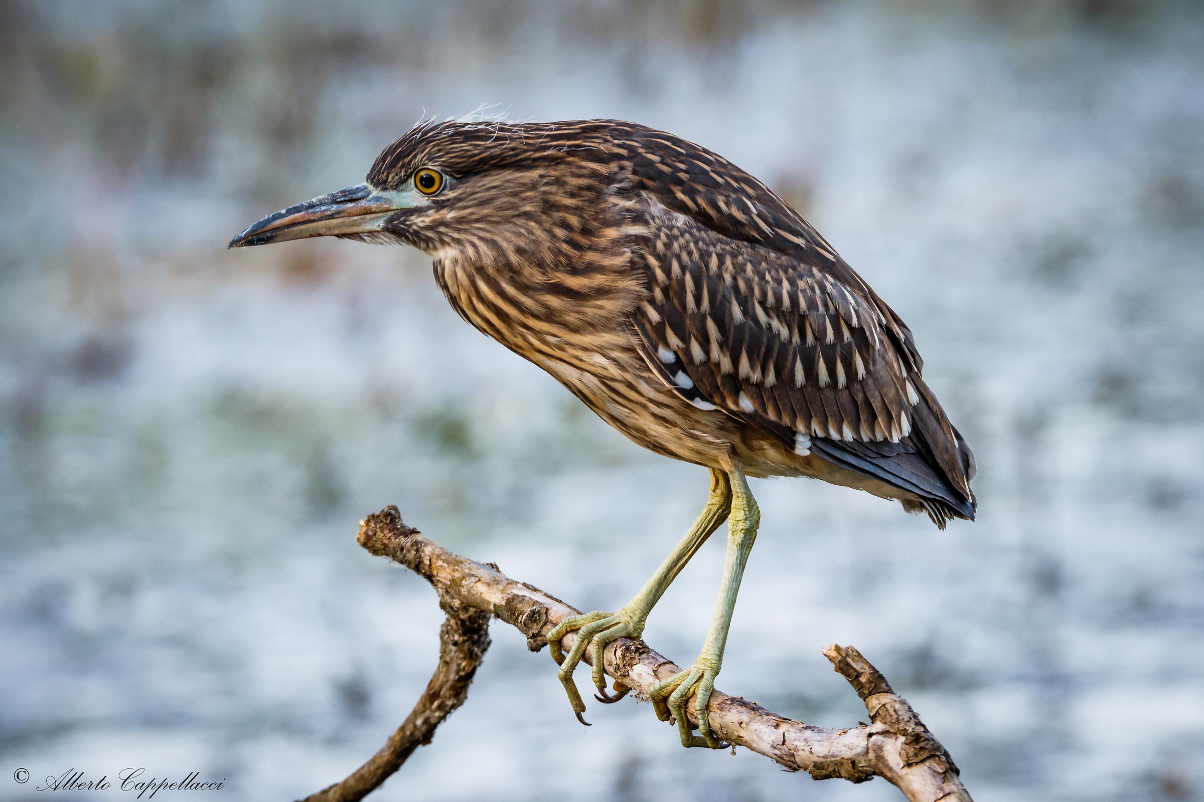 young Black Crowned Night Heron...