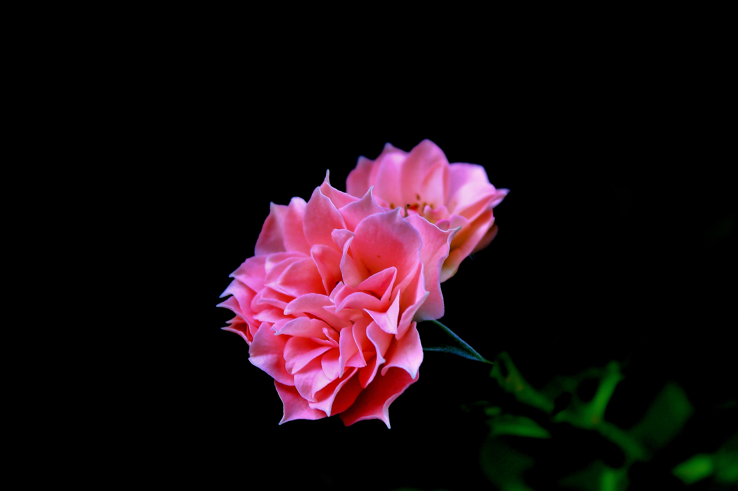 a rose in the dark...