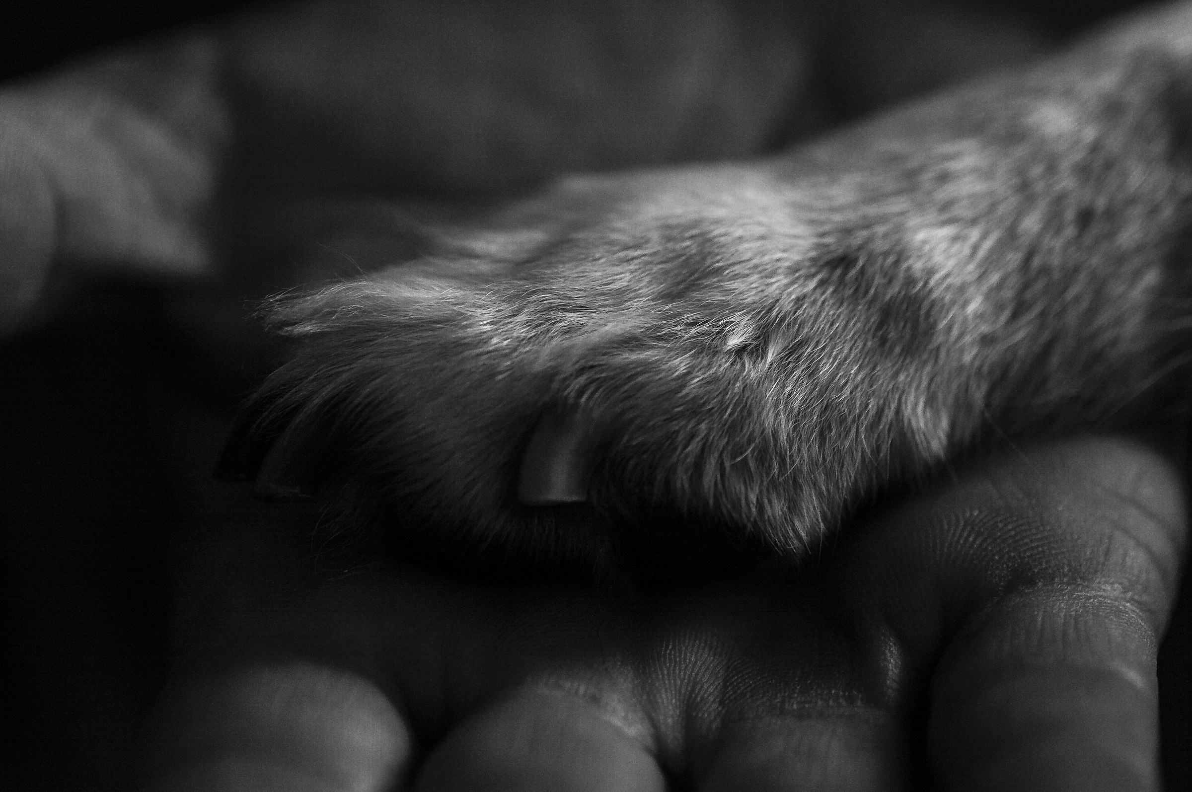 better the paw of a dog that the hand of an infamous...