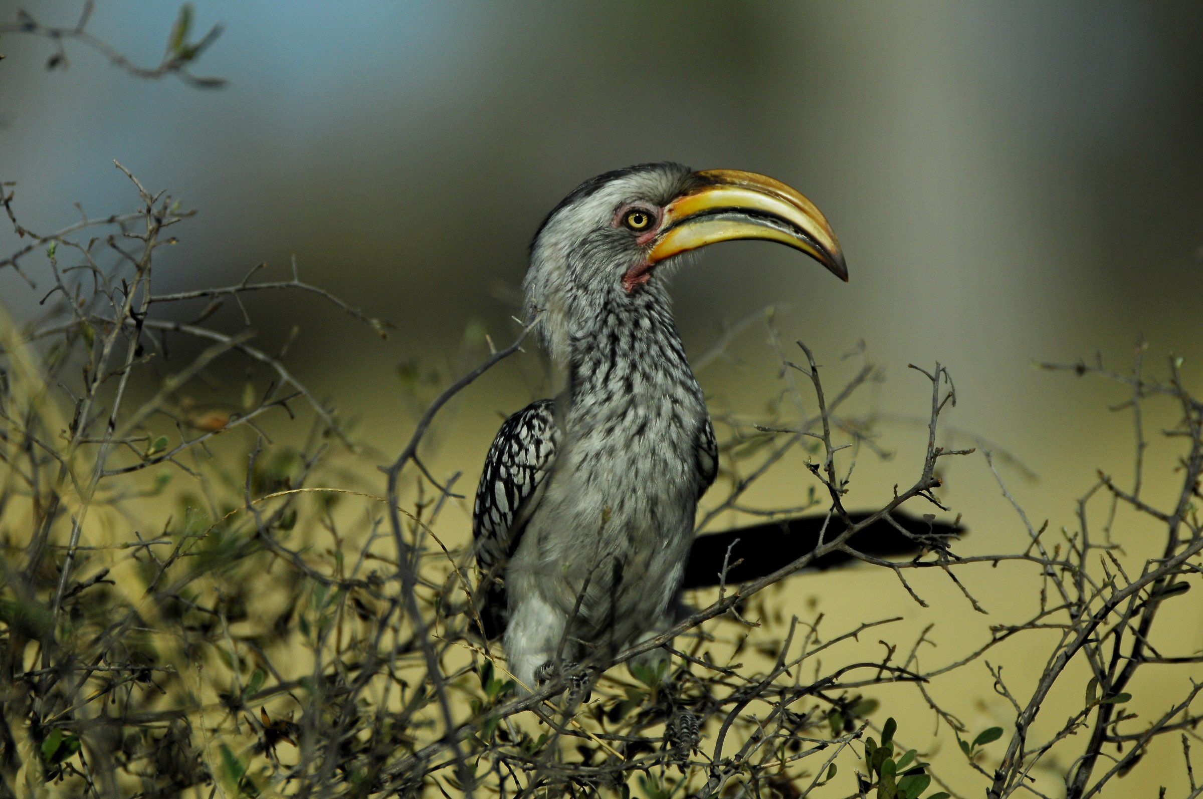 Yellow-billed hornbill...