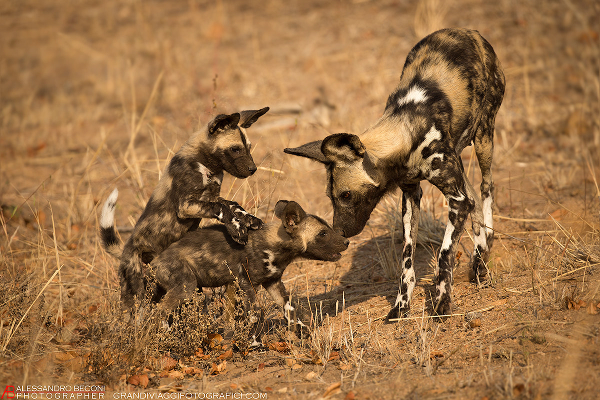 Tenderness. (Wild Dogs - Licaoni)...