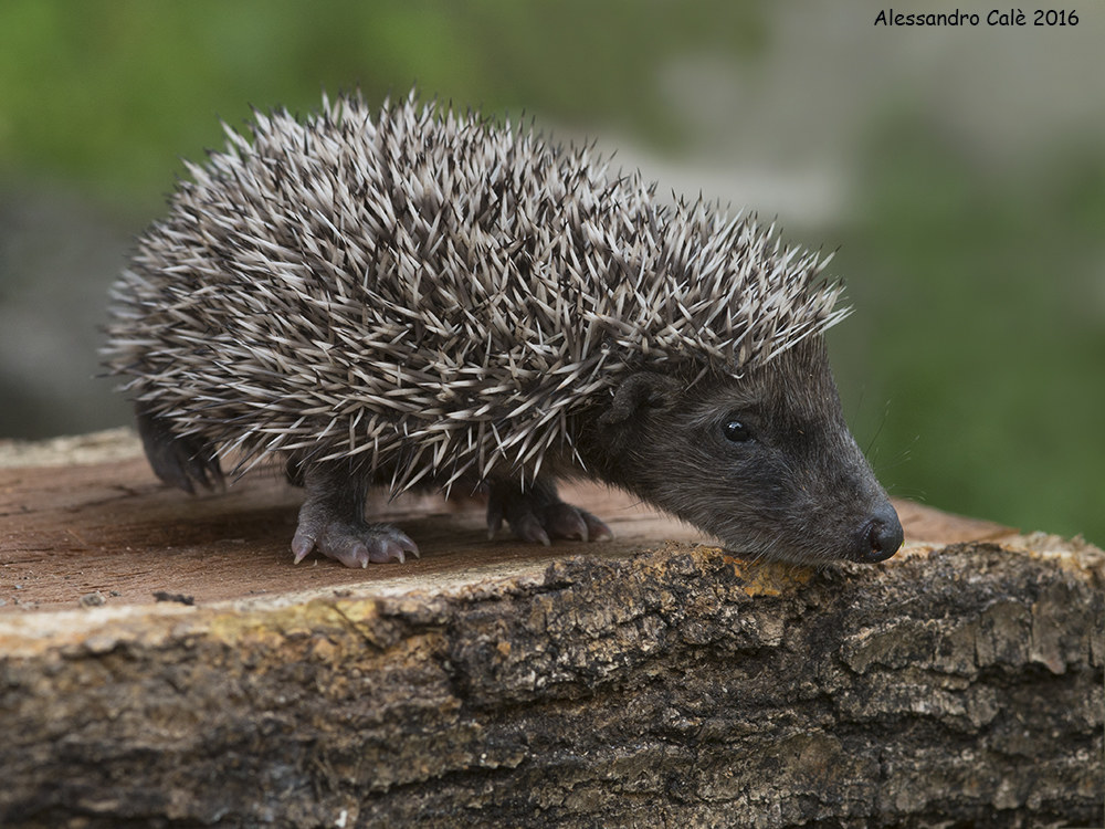 Erinaceus europaeus (European Hedgehog) 6783...