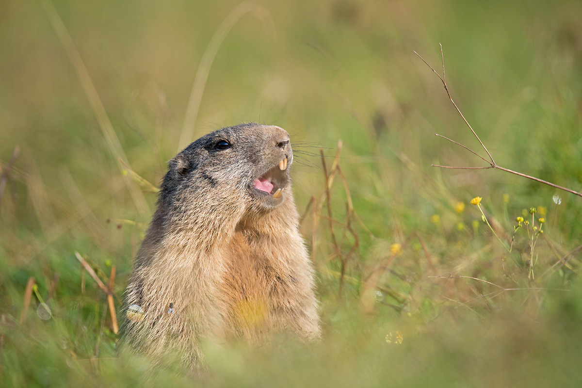 Marmot...