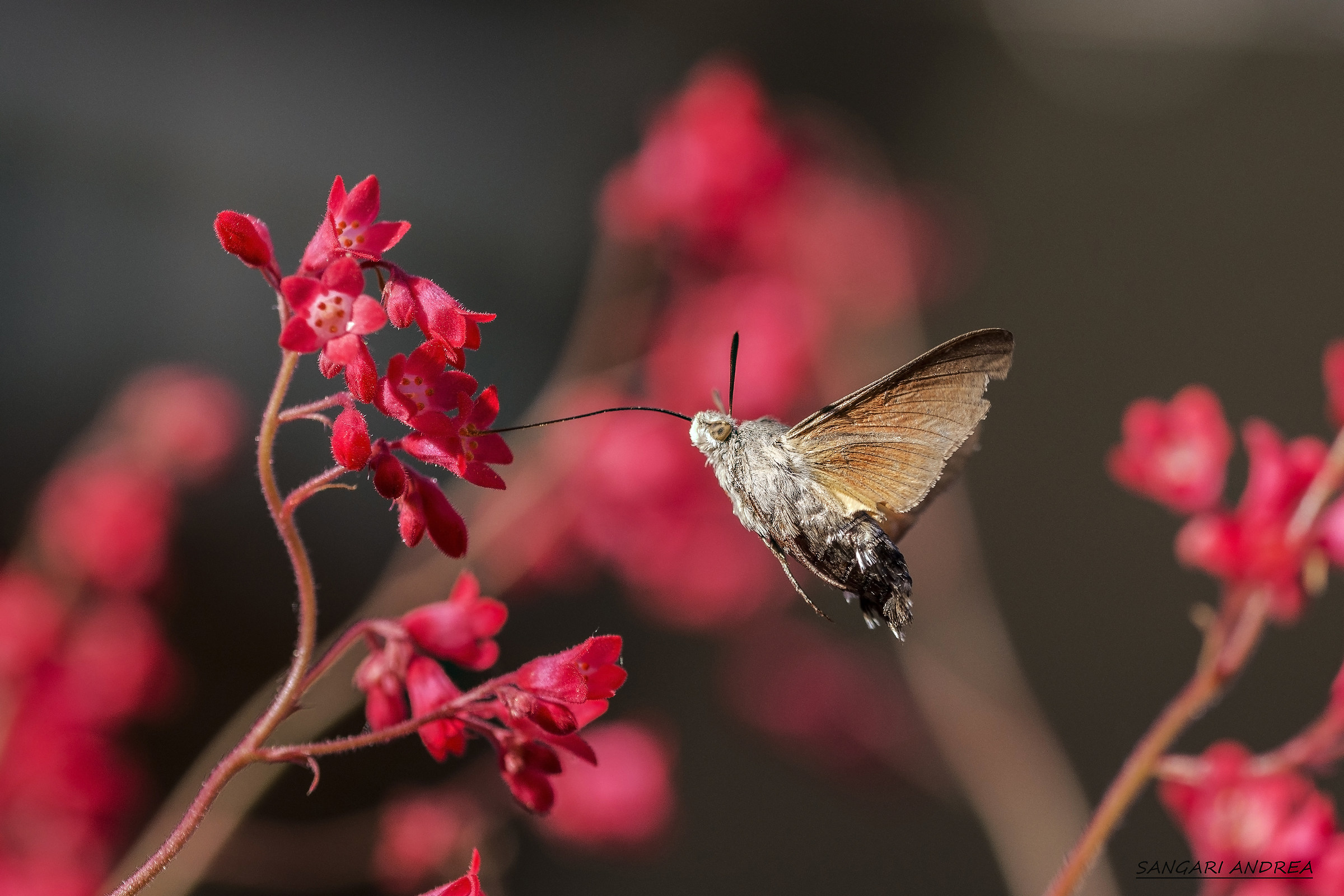 The butterfly sphinx...