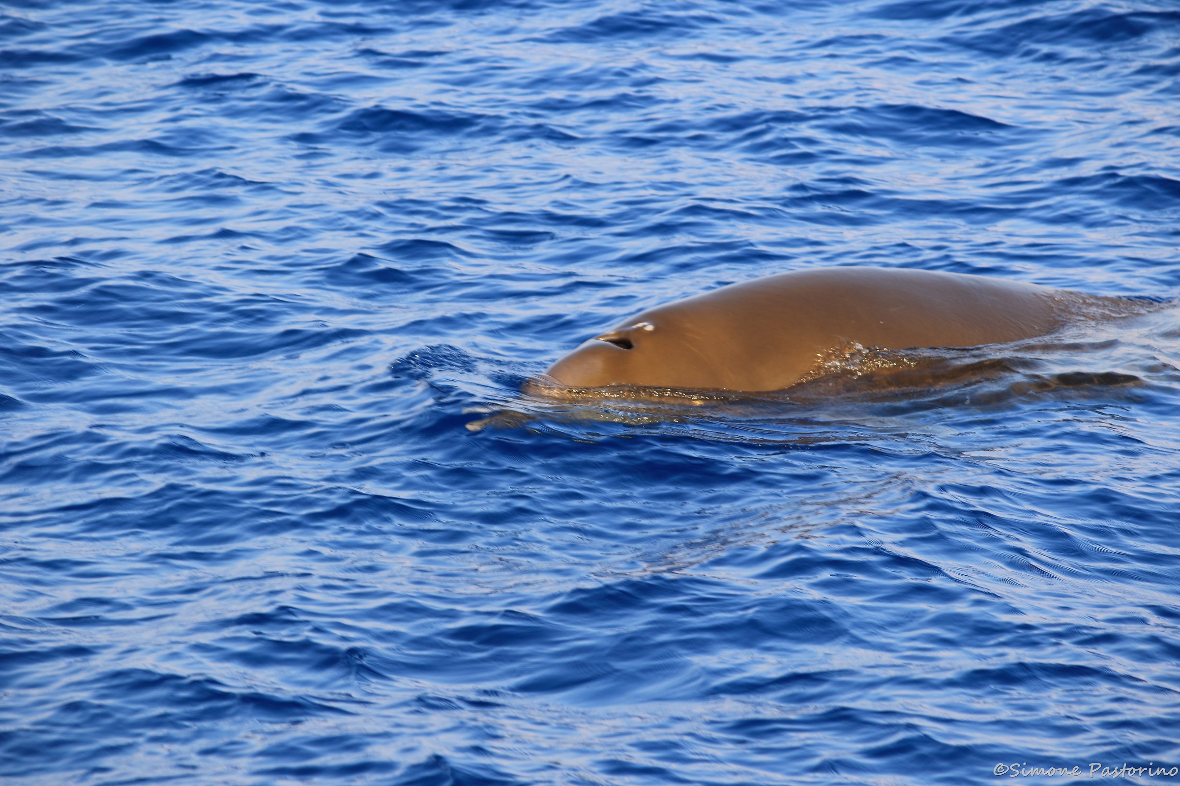 Cuvier's beaked whale-Pelagos Sanctuary Genoa...