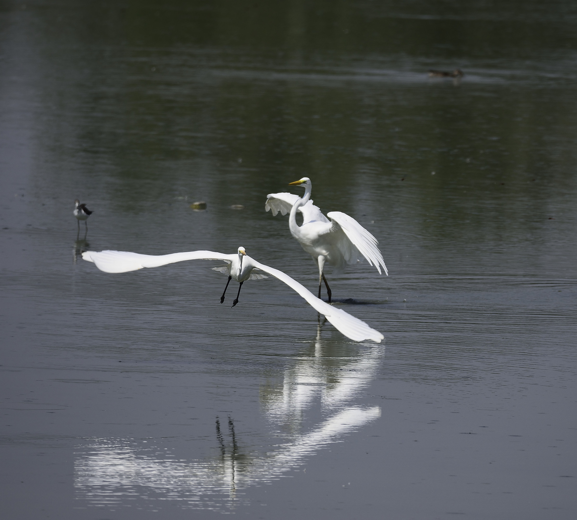 fight between white egrets...