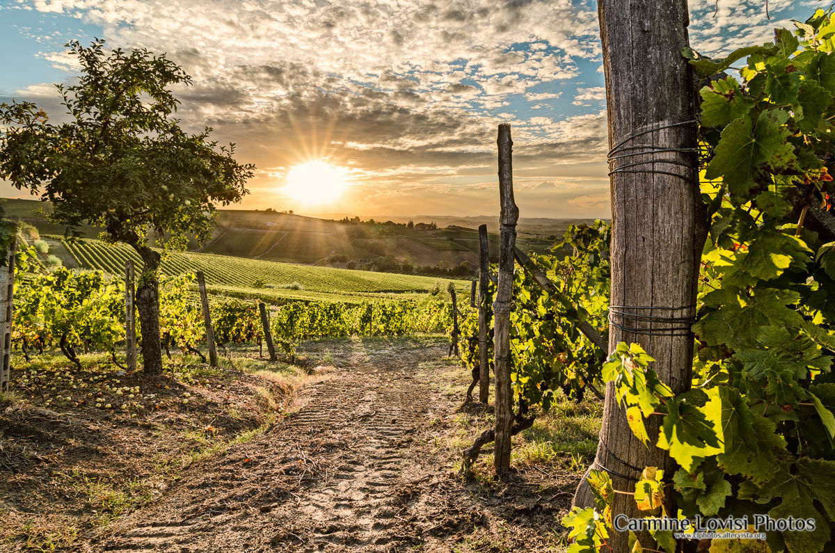 Vineyards at sunset...