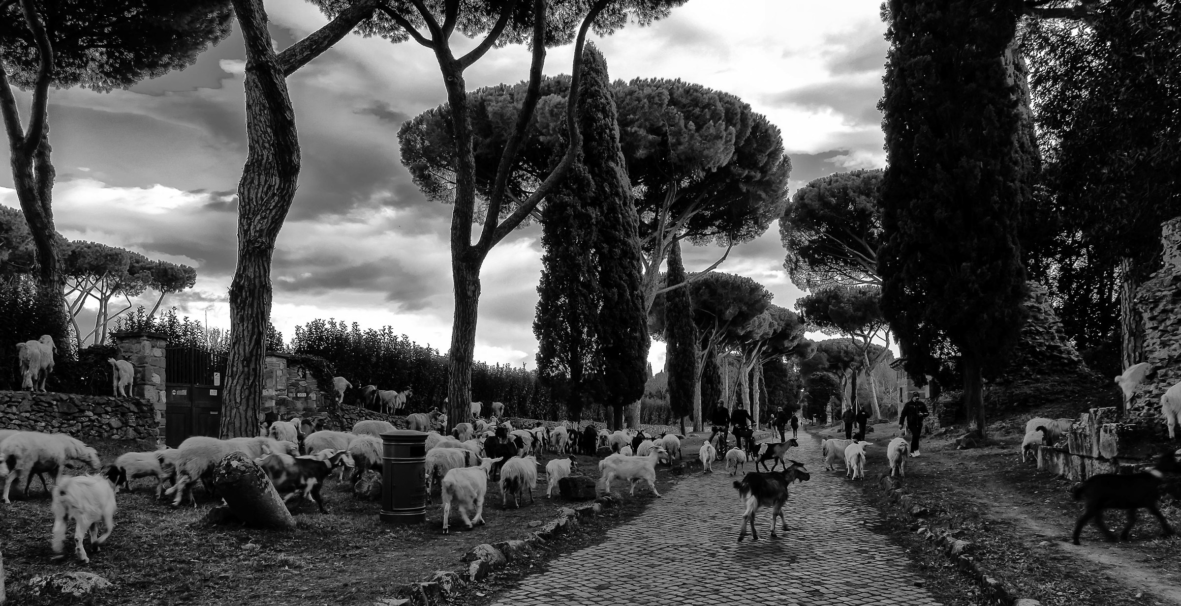 Ancient Appian Sheep and Pedestrians...
