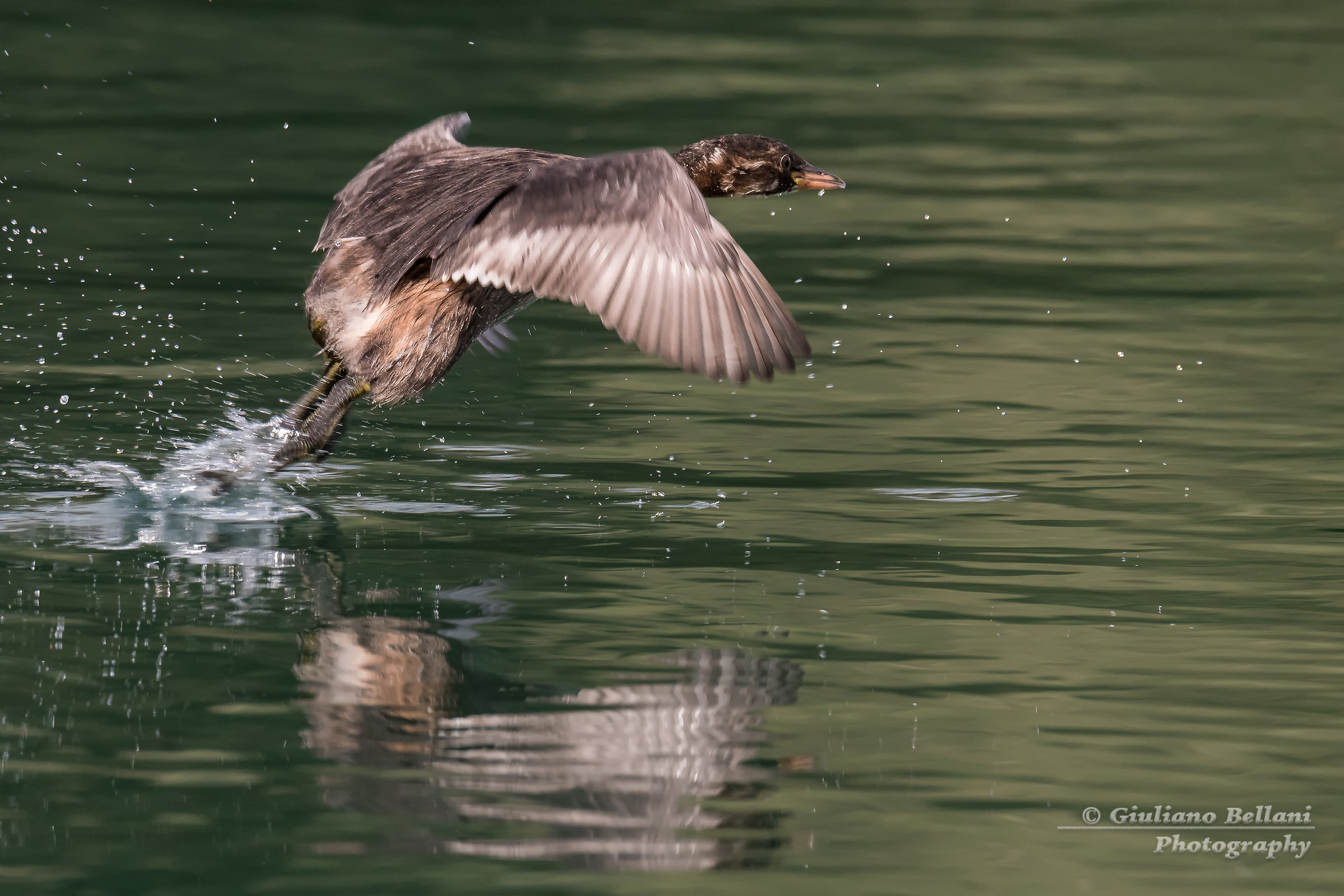 The flight of the Little Grebe...