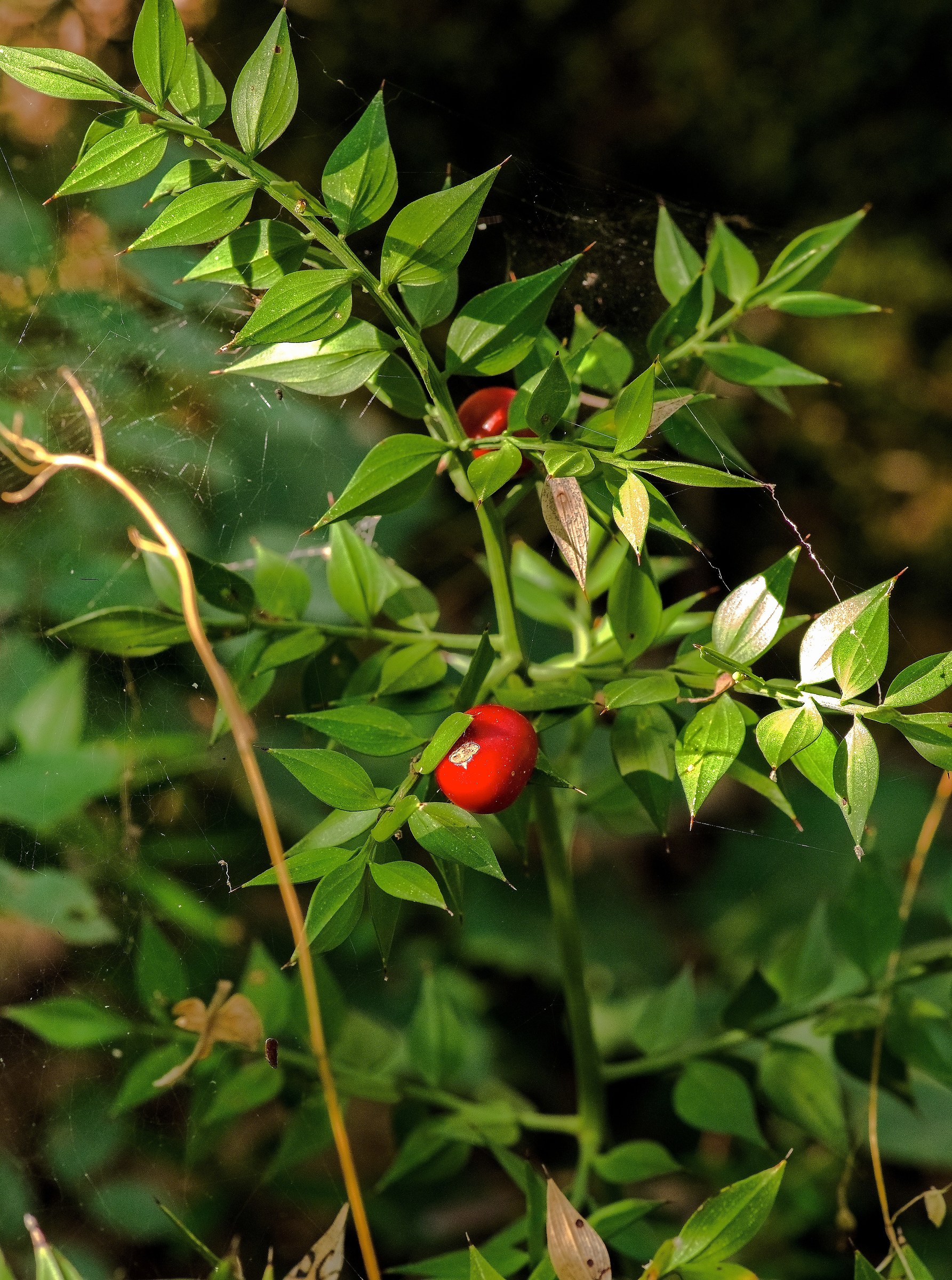 Mistletoe - Ficuzza Wood - Palermo...