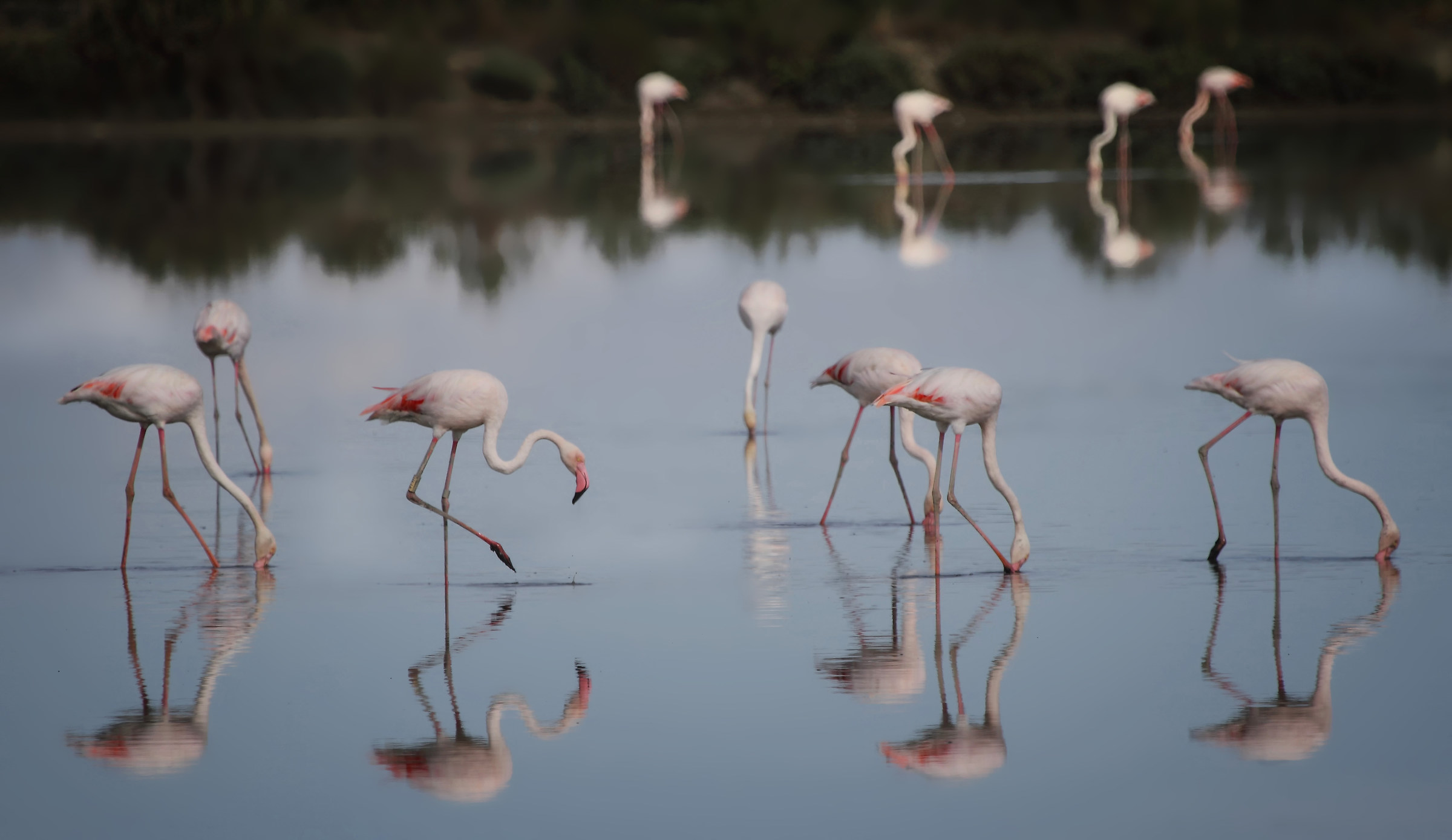 Flamingos at the salt pans of Cervia...