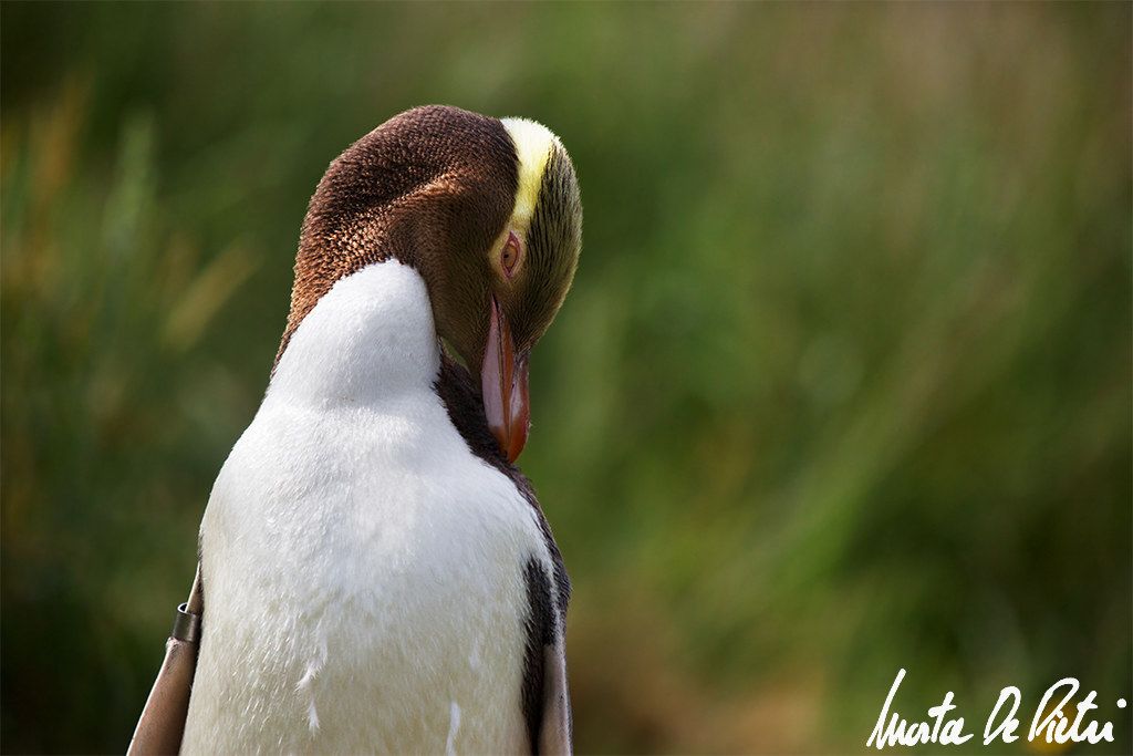 Yellow Eyed Penguin...