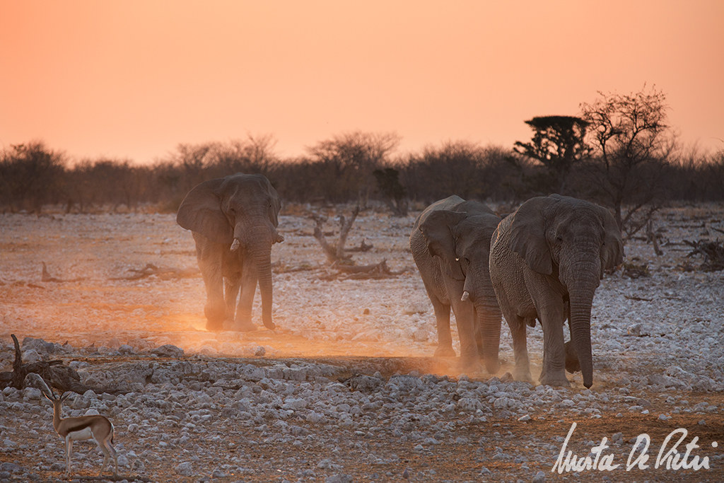 Etosha National Park...