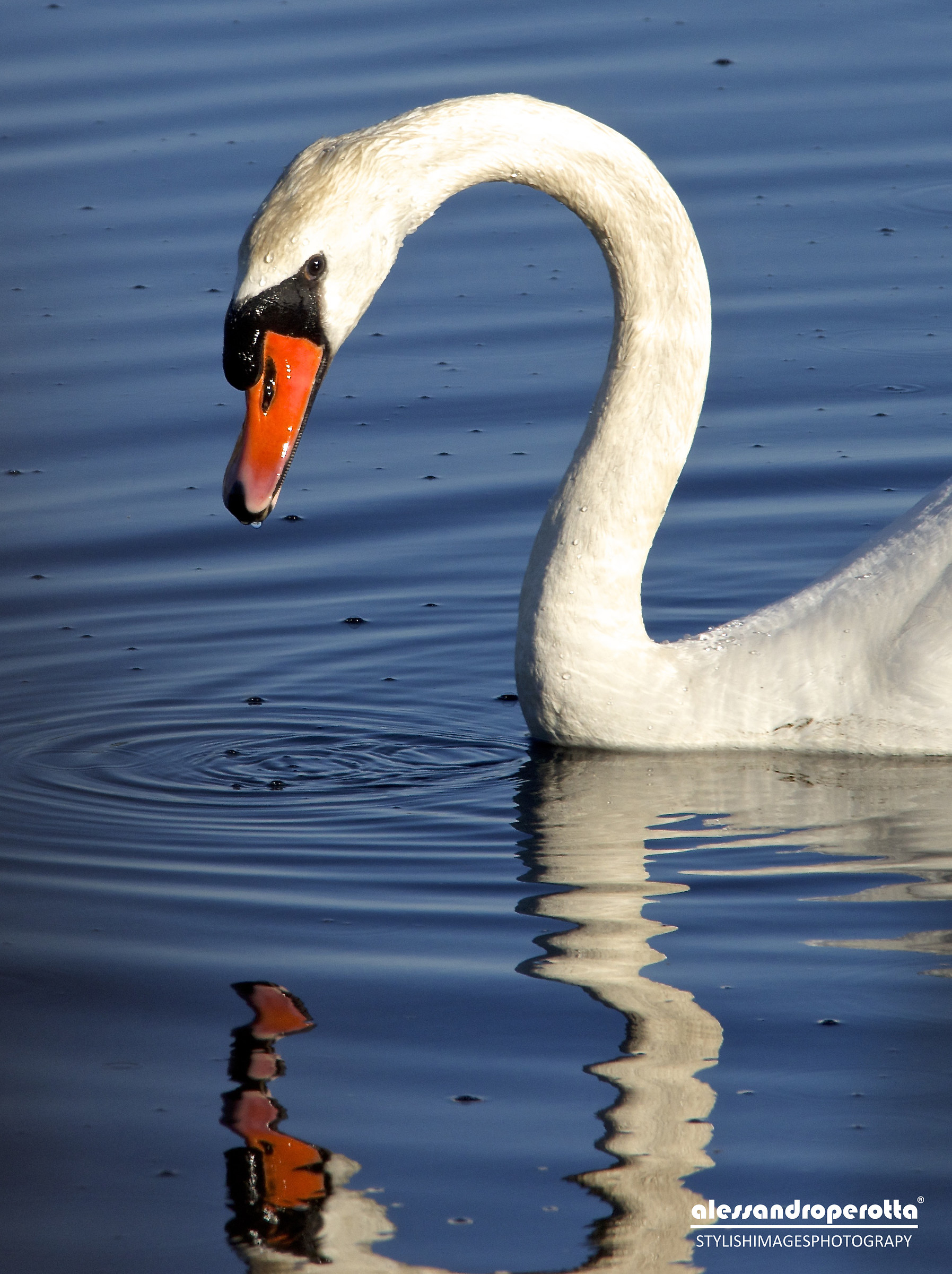 suspicious swan ......