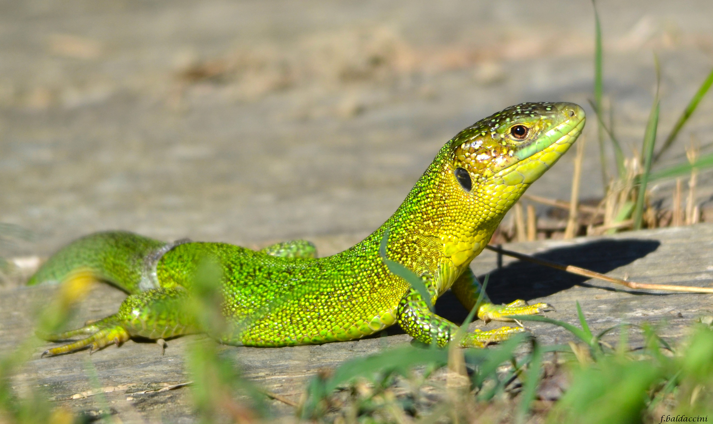 The green lizard....