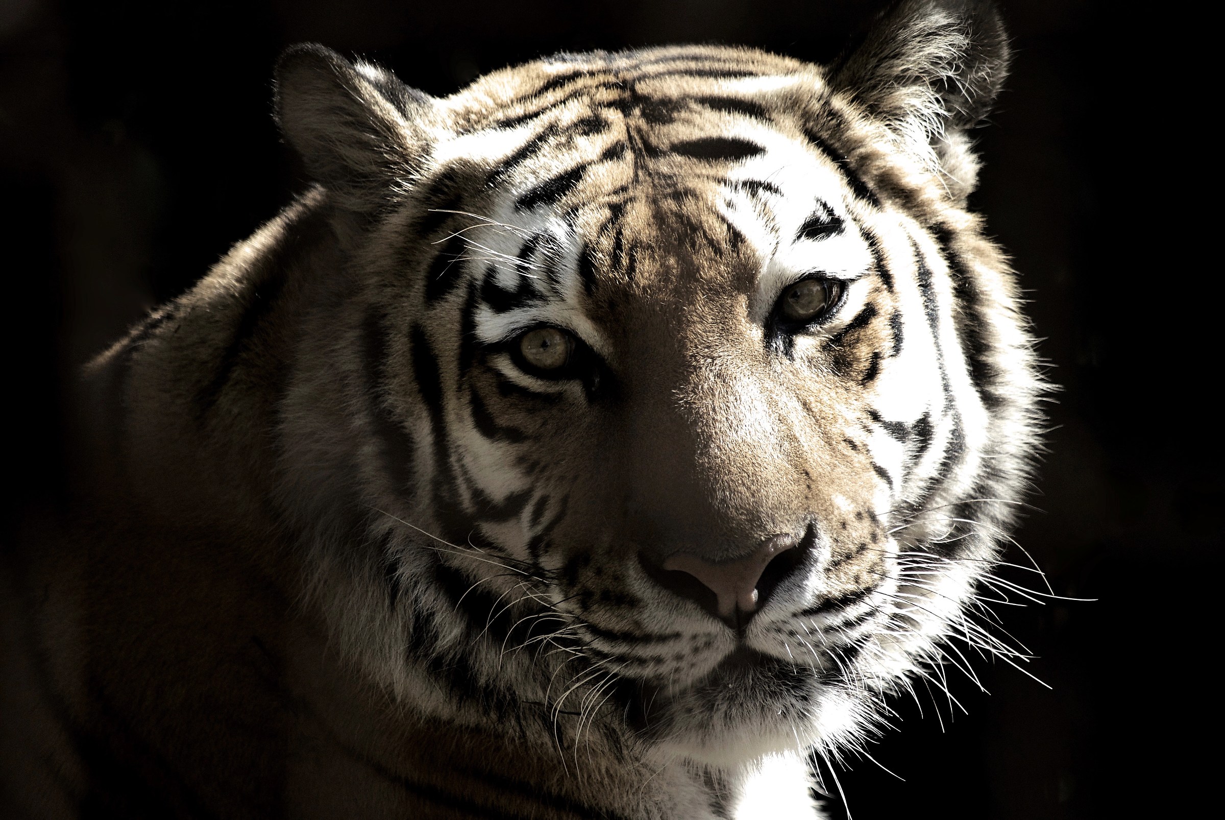Luna the tiger...