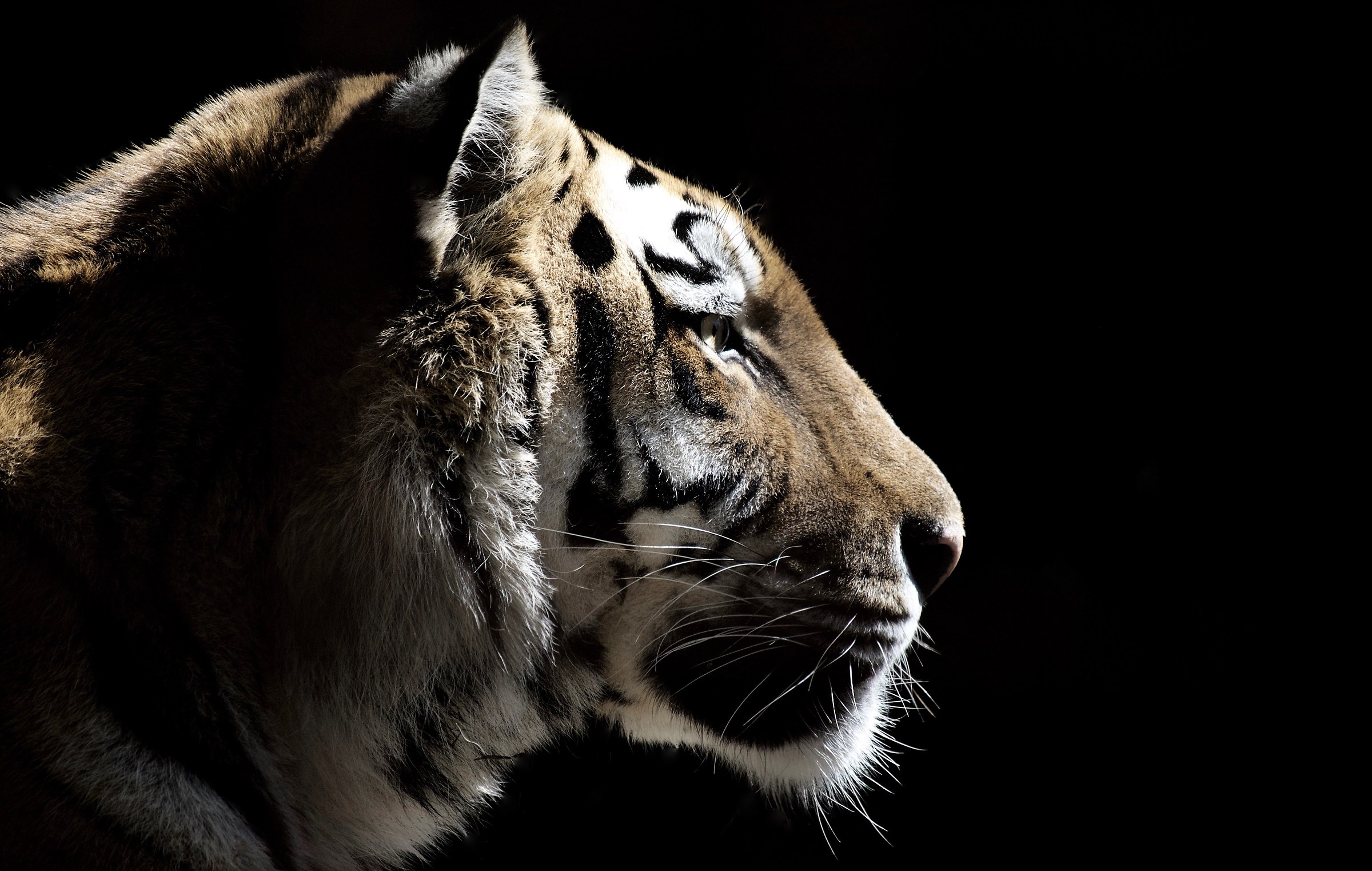 Luna la tigre II...