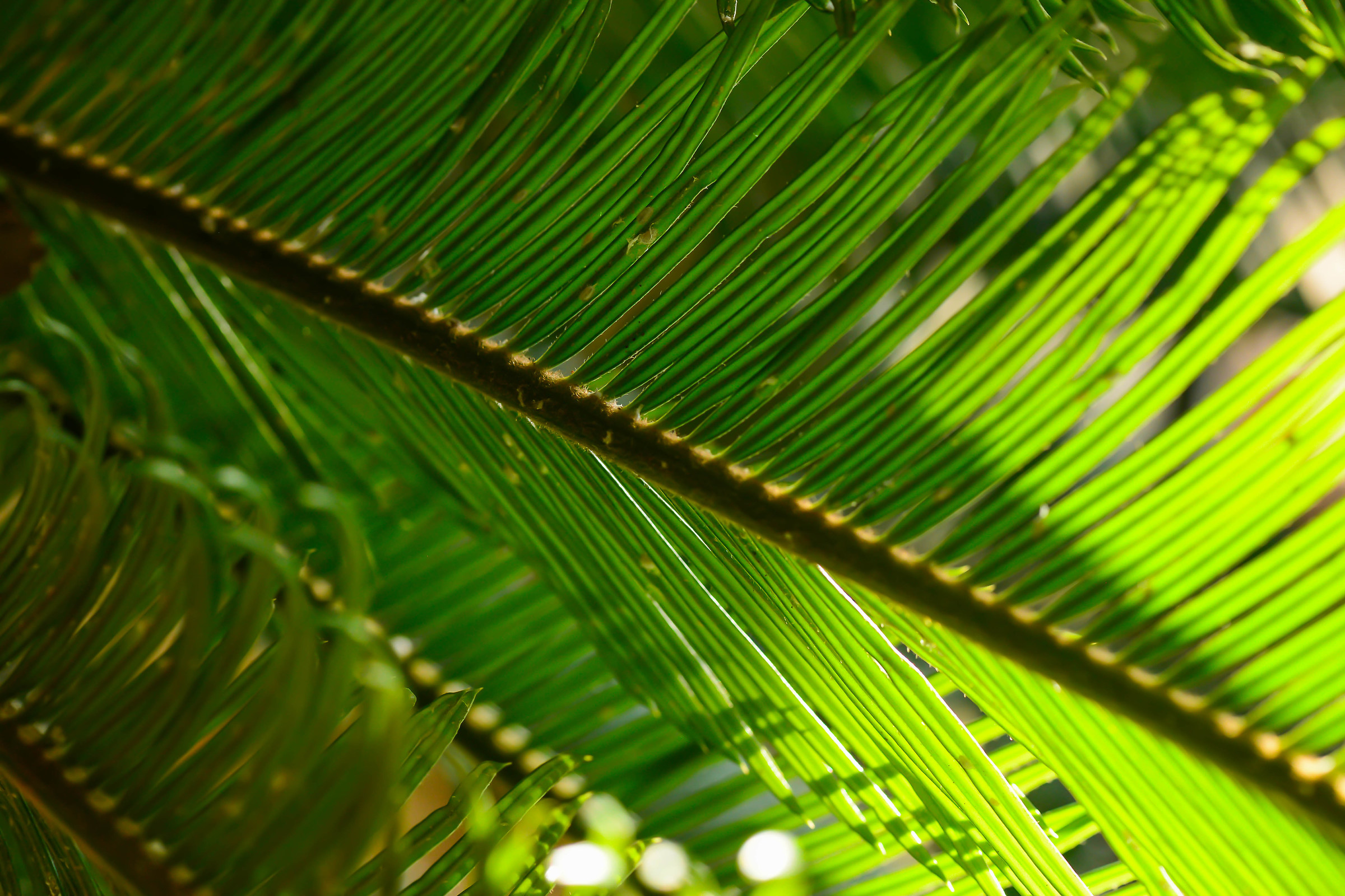 Lines in green...
