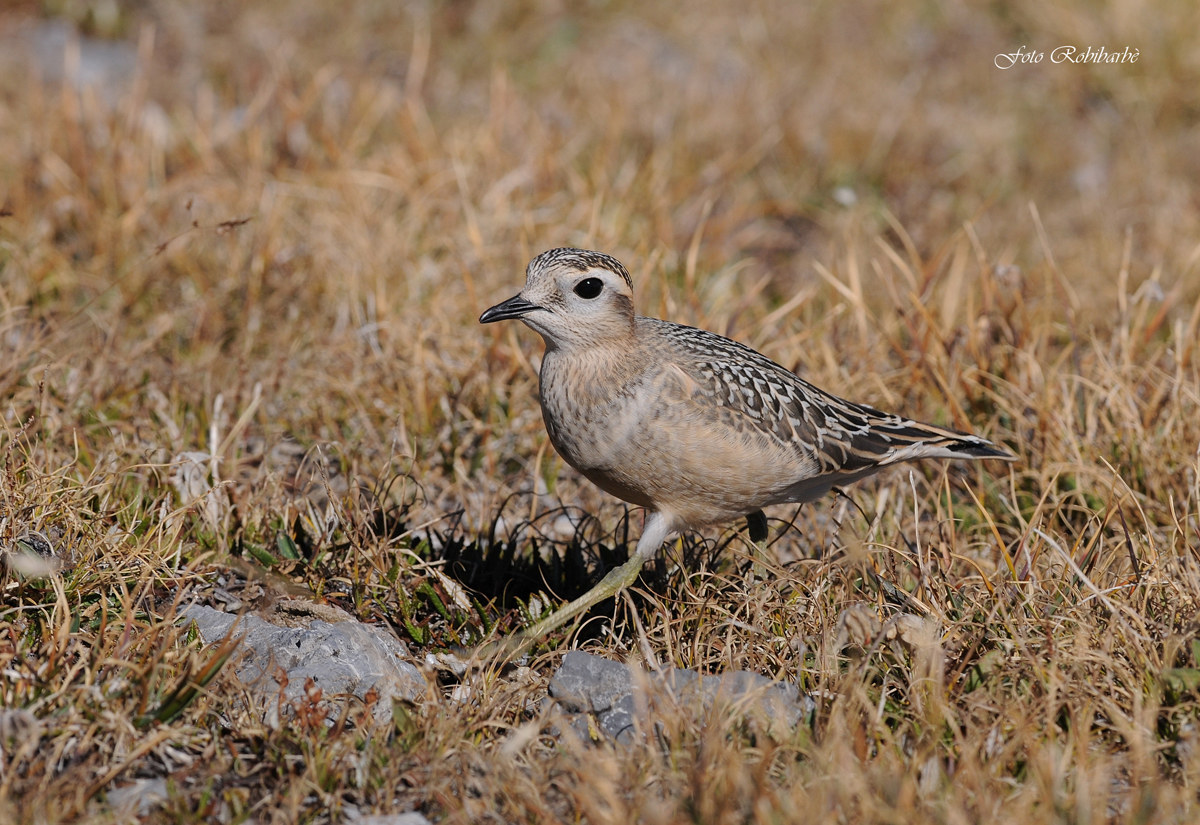 Plover ... a young rampant ......