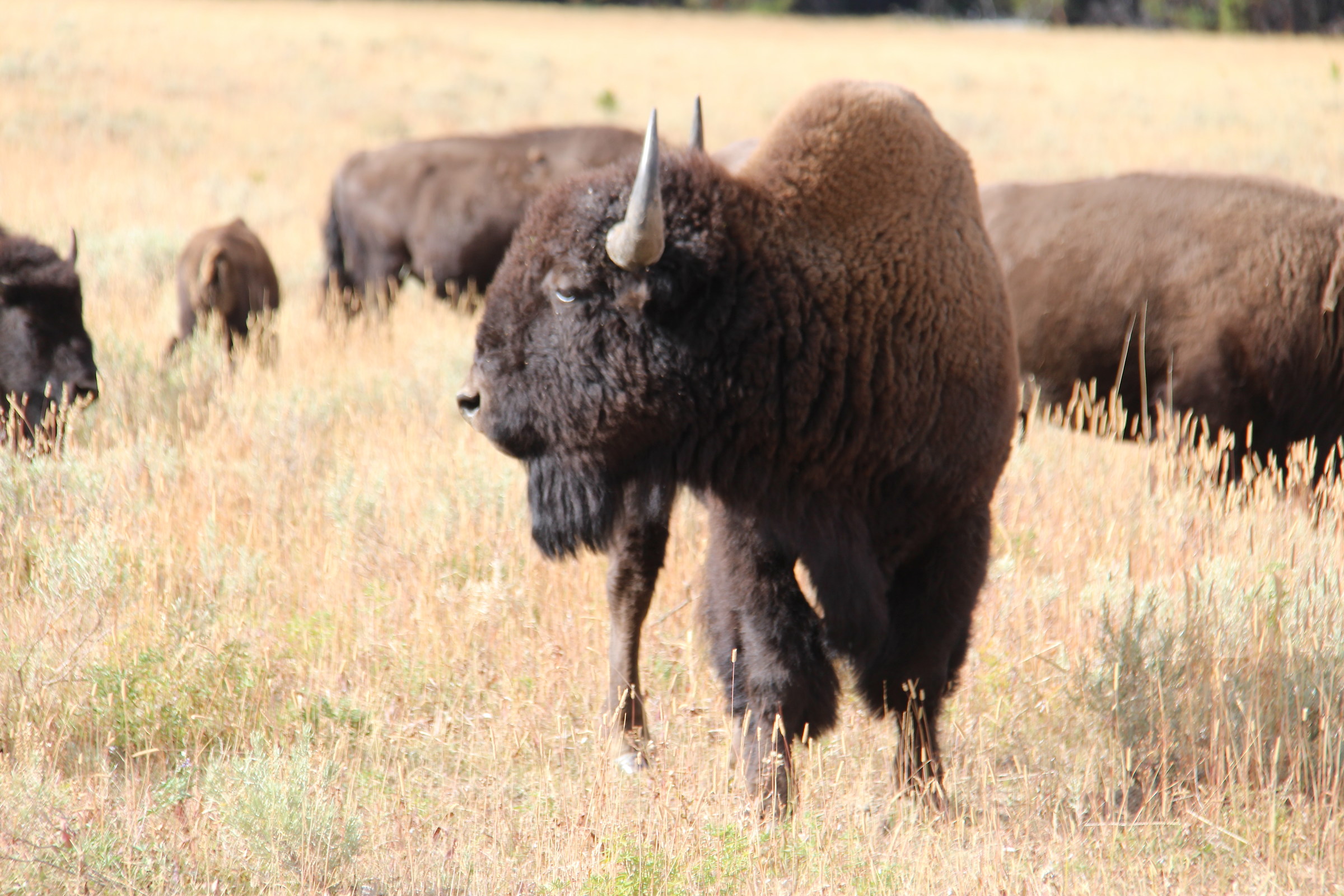 yellowstone bison...