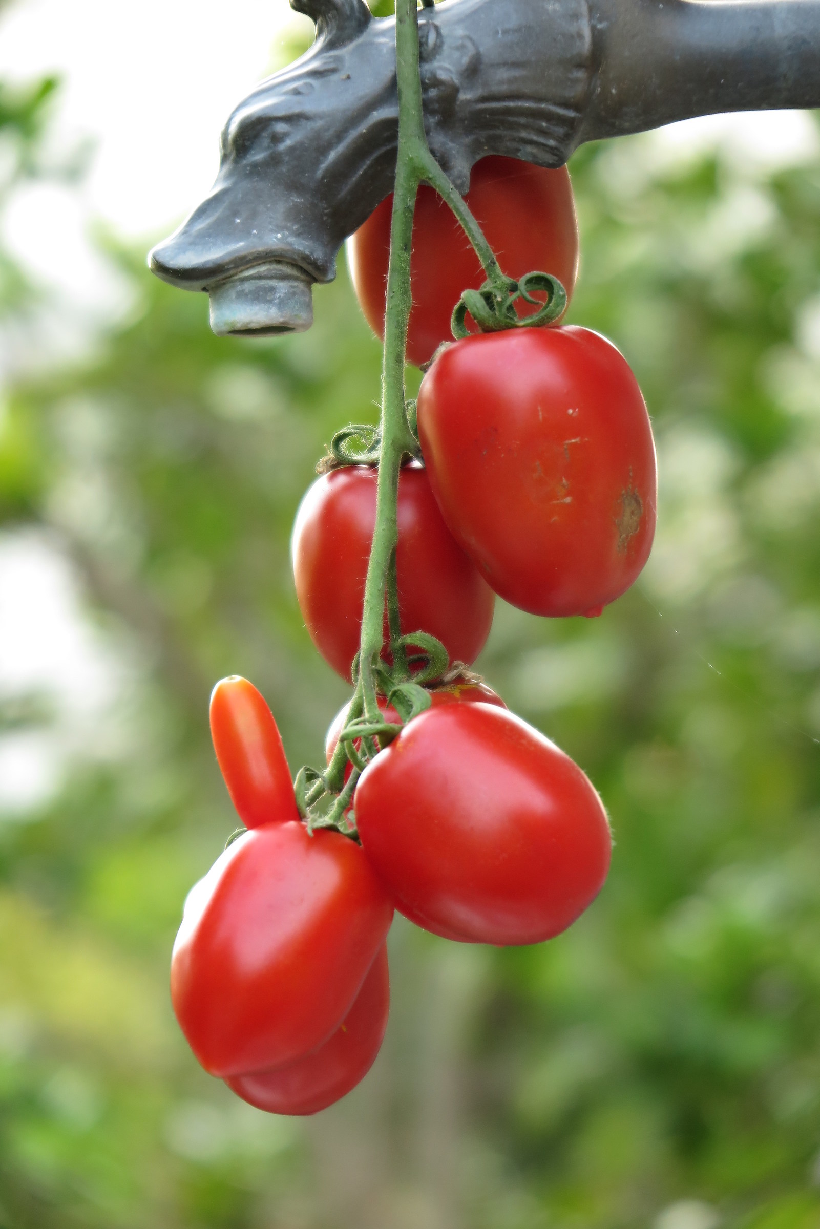 Tomato and his Harem....