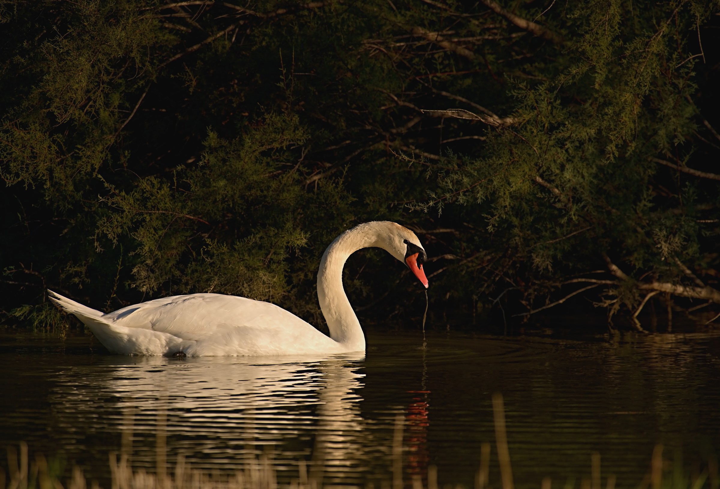 Cigno al tramonto...