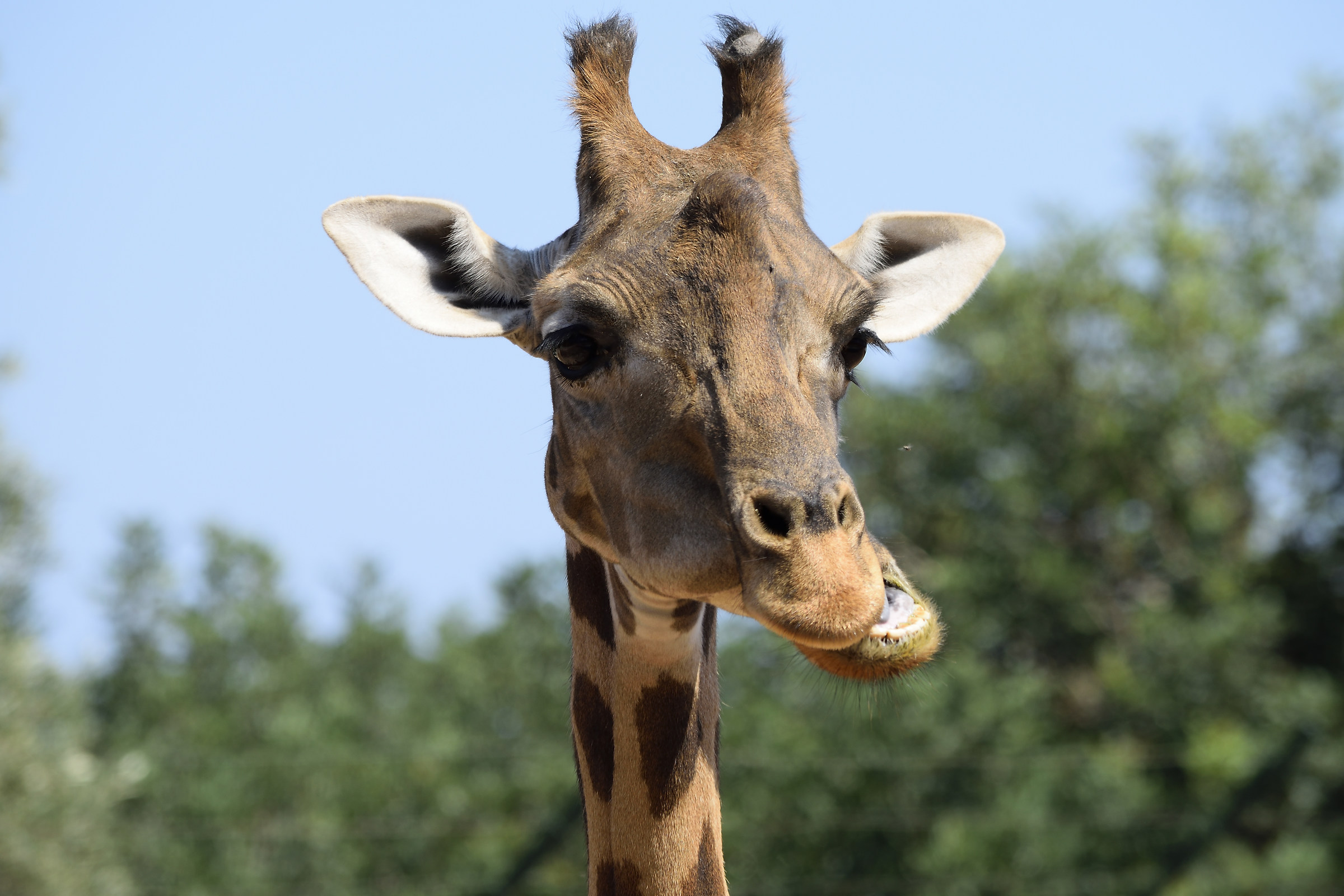 giraffe @zoosafari...