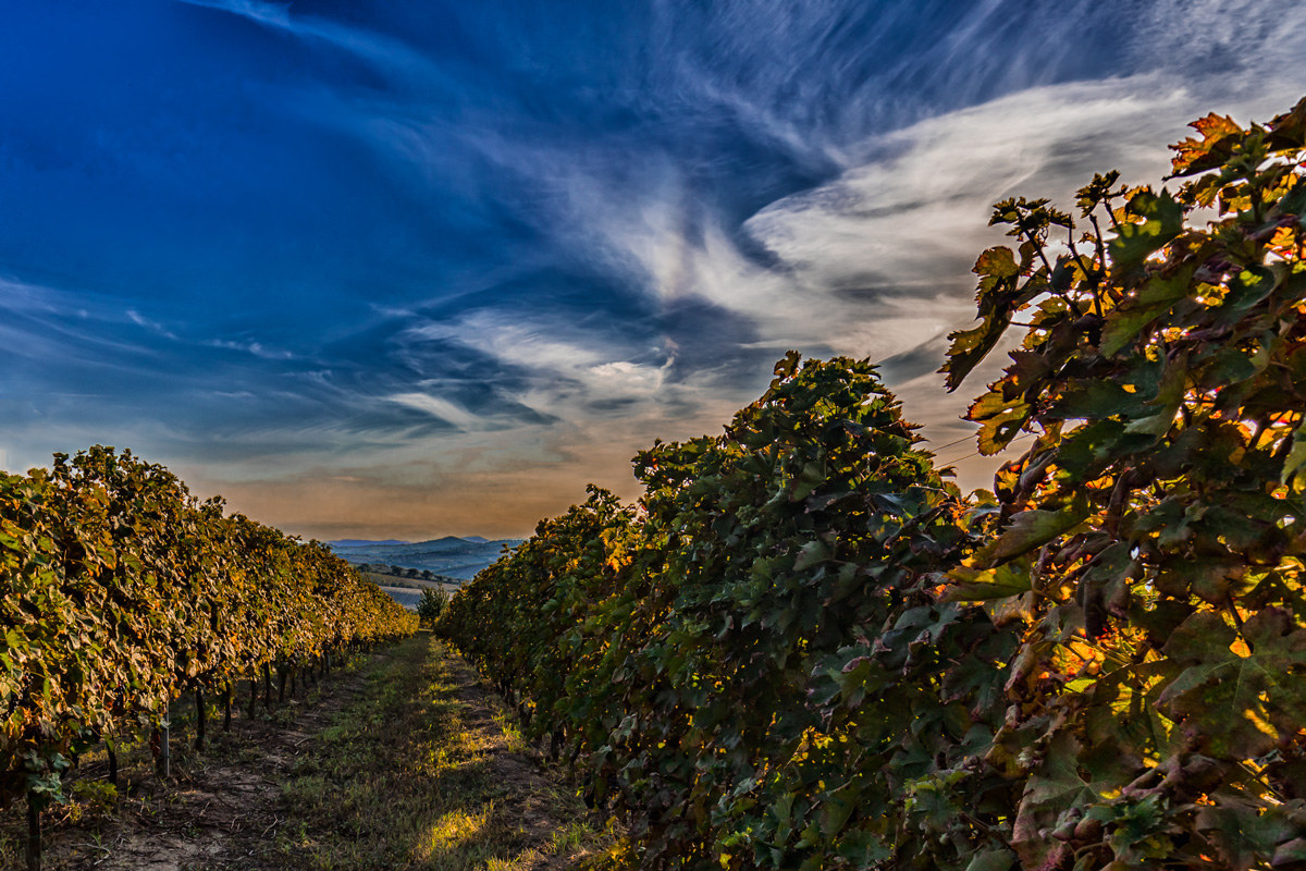 The vineyard...