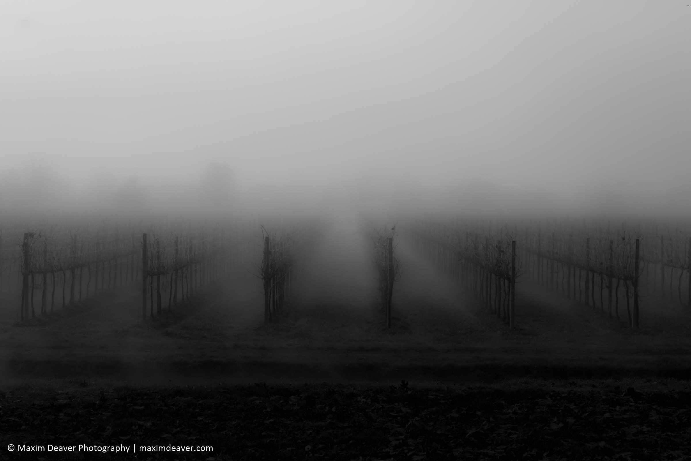 The mist descends across the Vineyards...